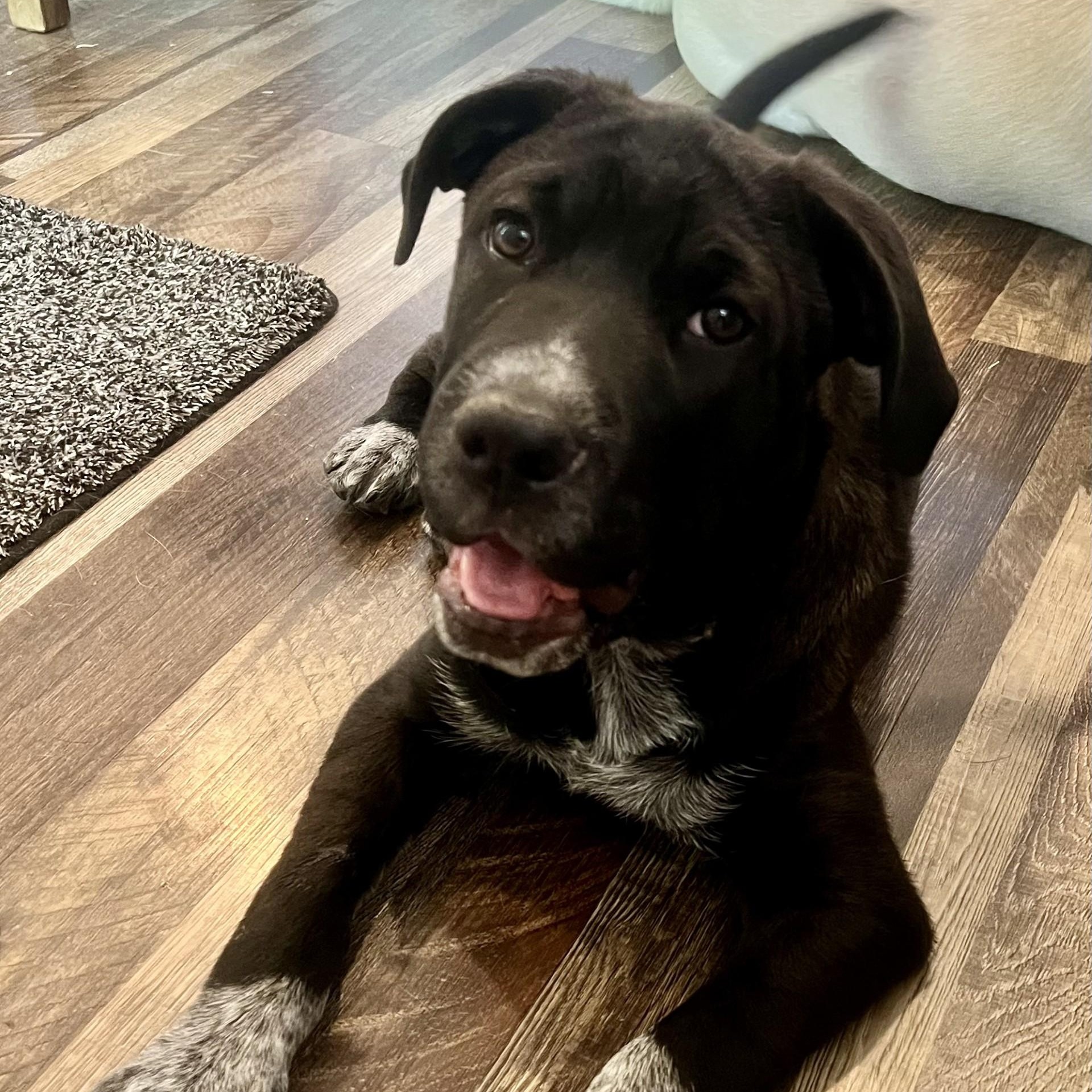 Enlarge Walker, a Adoptable mixed breed in Gilbert, AZ image 3/6