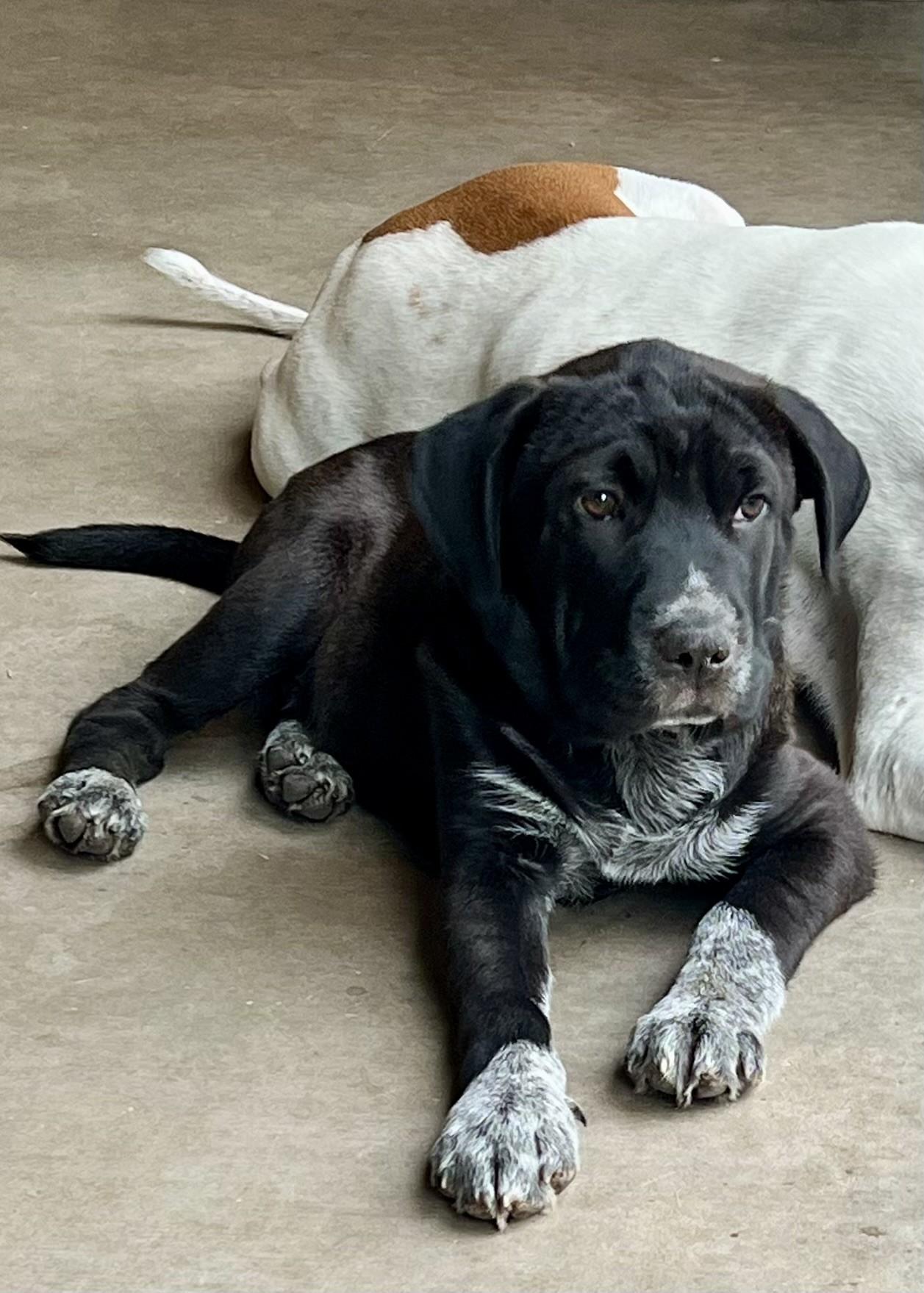 Enlarge Walker, a Adoptable mixed breed in Gilbert, AZ image 4/6