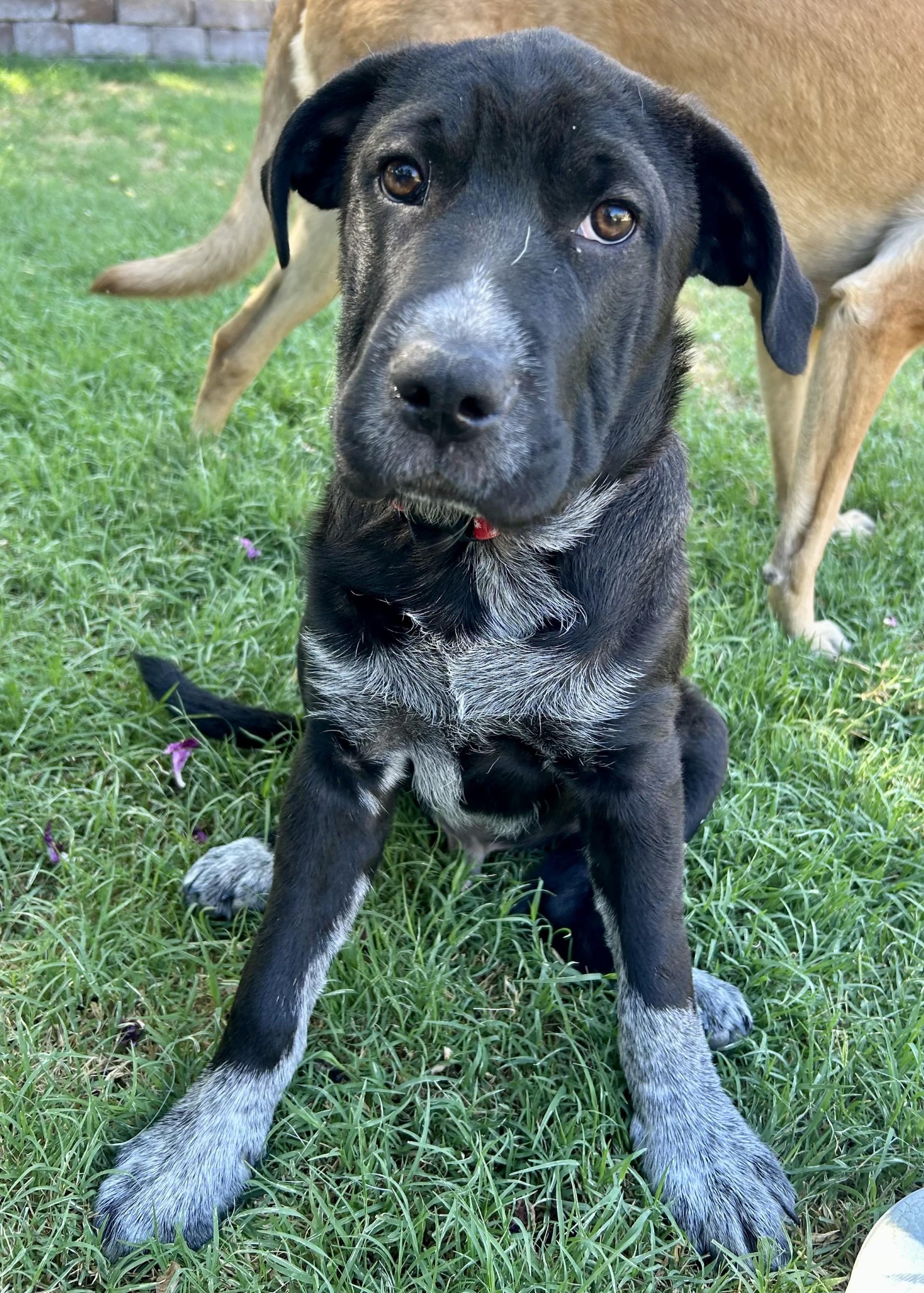 Enlarge Walker, a Adoptable mixed breed in Gilbert, AZ image 1/6