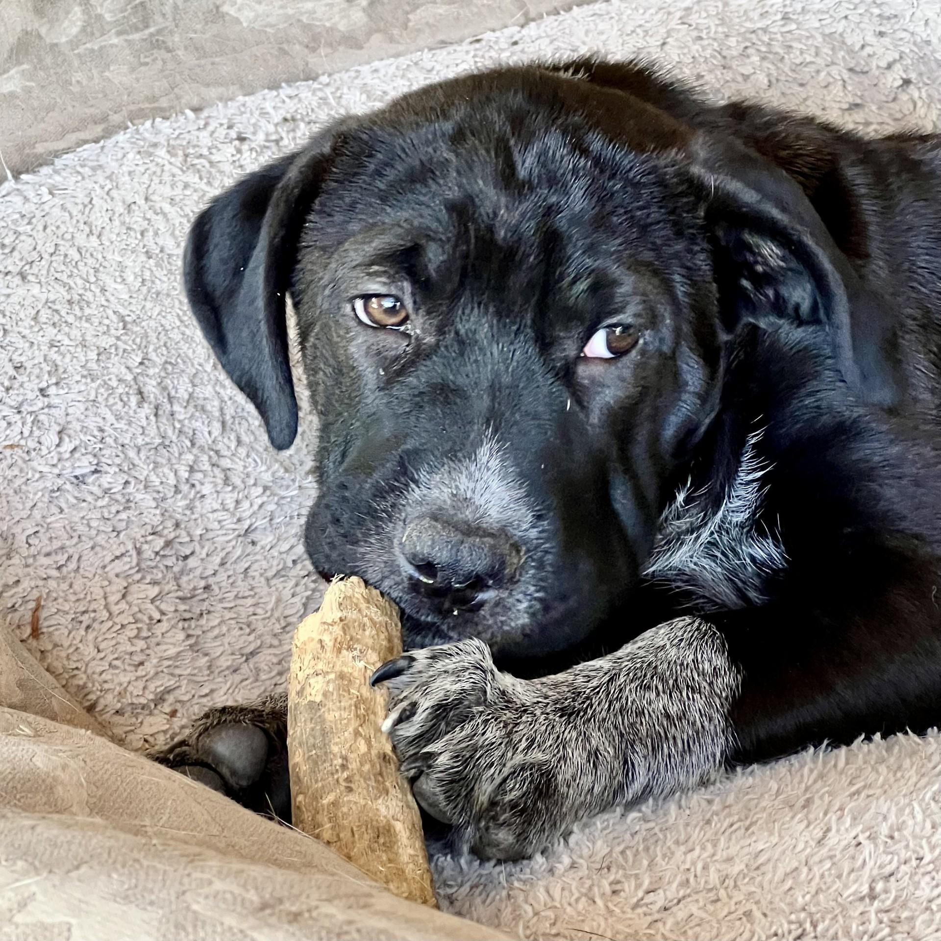 Enlarge Walker, a Adoptable mixed breed in Gilbert, AZ image 5/6