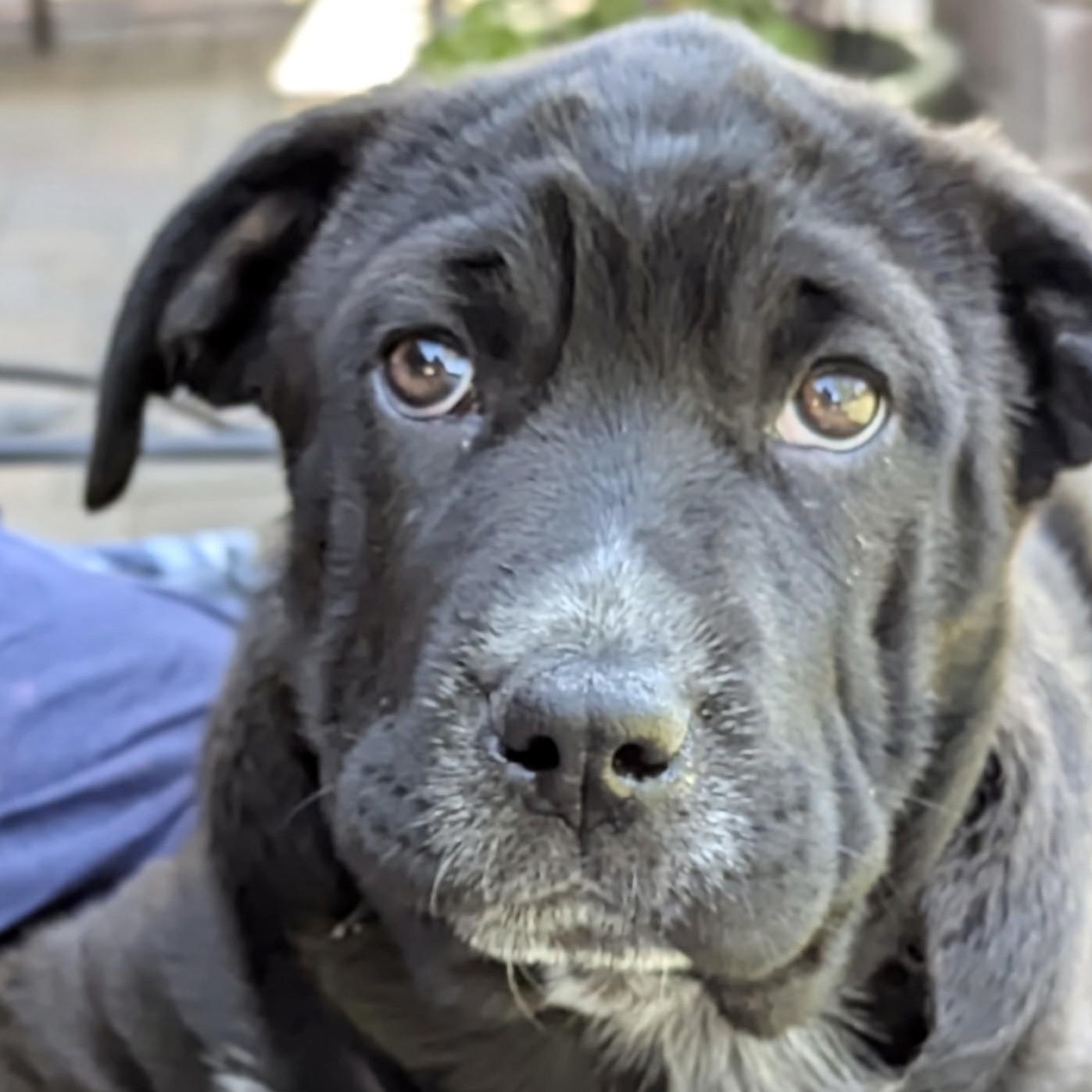 Enlarge Walker, a Adoptable mixed breed in Gilbert, AZ image 6/6