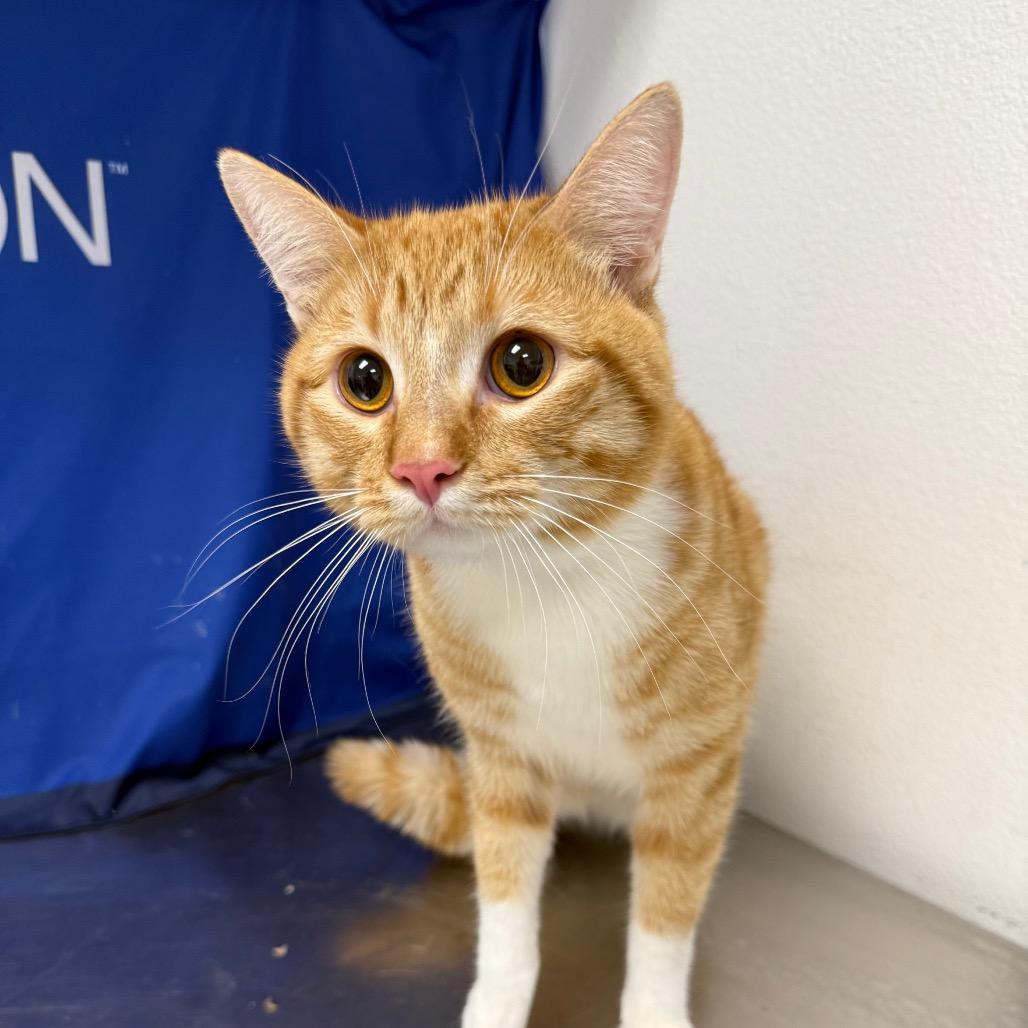 Chuck — thumbnail 2