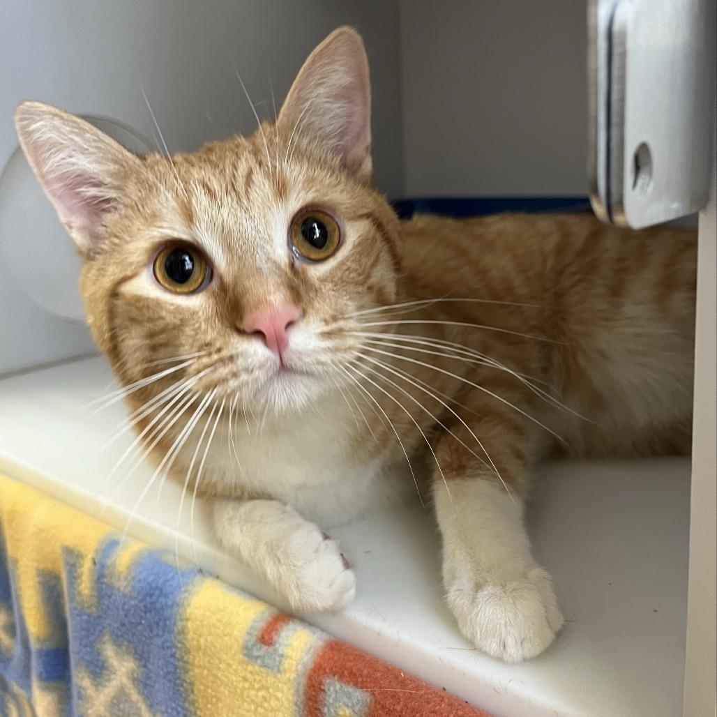 Chuck — thumbnail 3