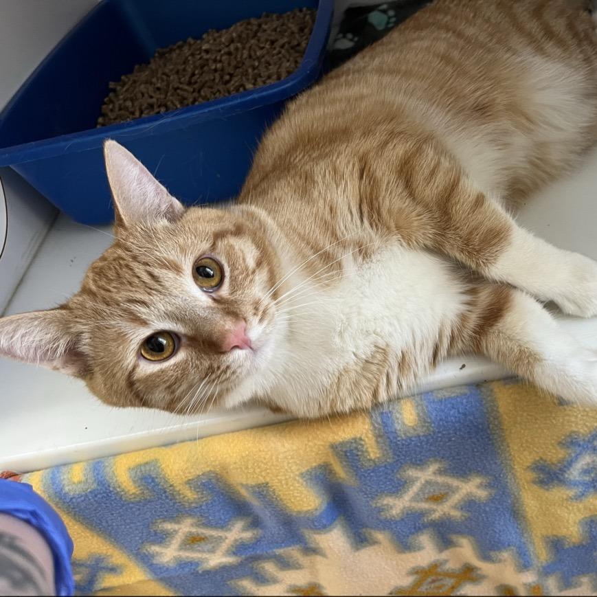 Chuck — thumbnail 5