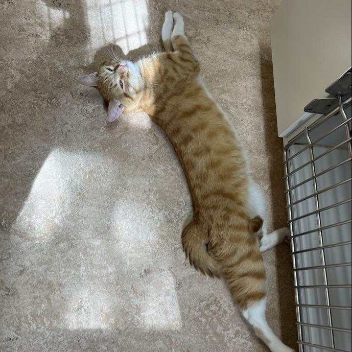 Chuck — thumbnail 6