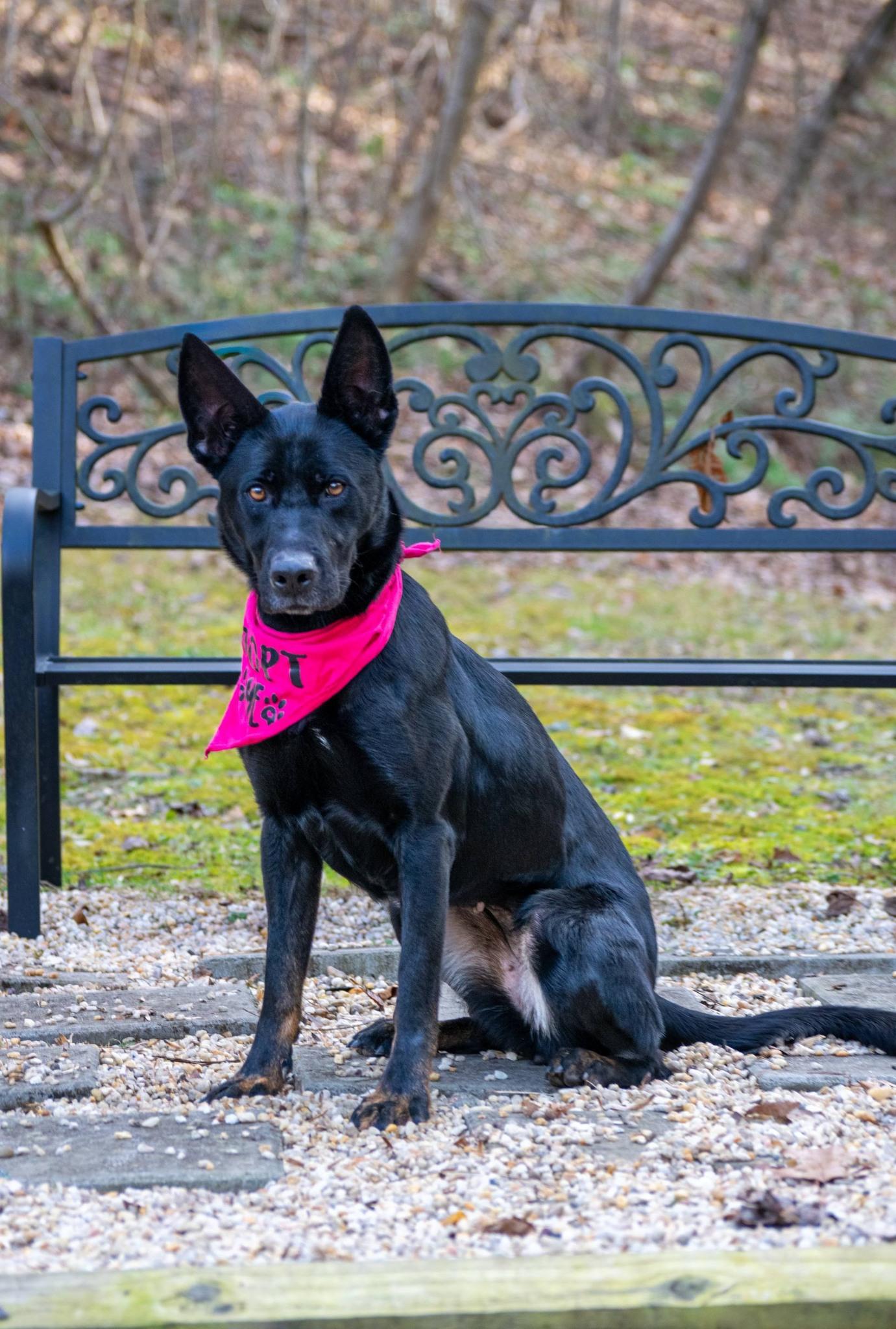 Enlarge Journey, a ADOPTABLE Belgian Shepherd / Malinois in Sevierville, TN image 5/5