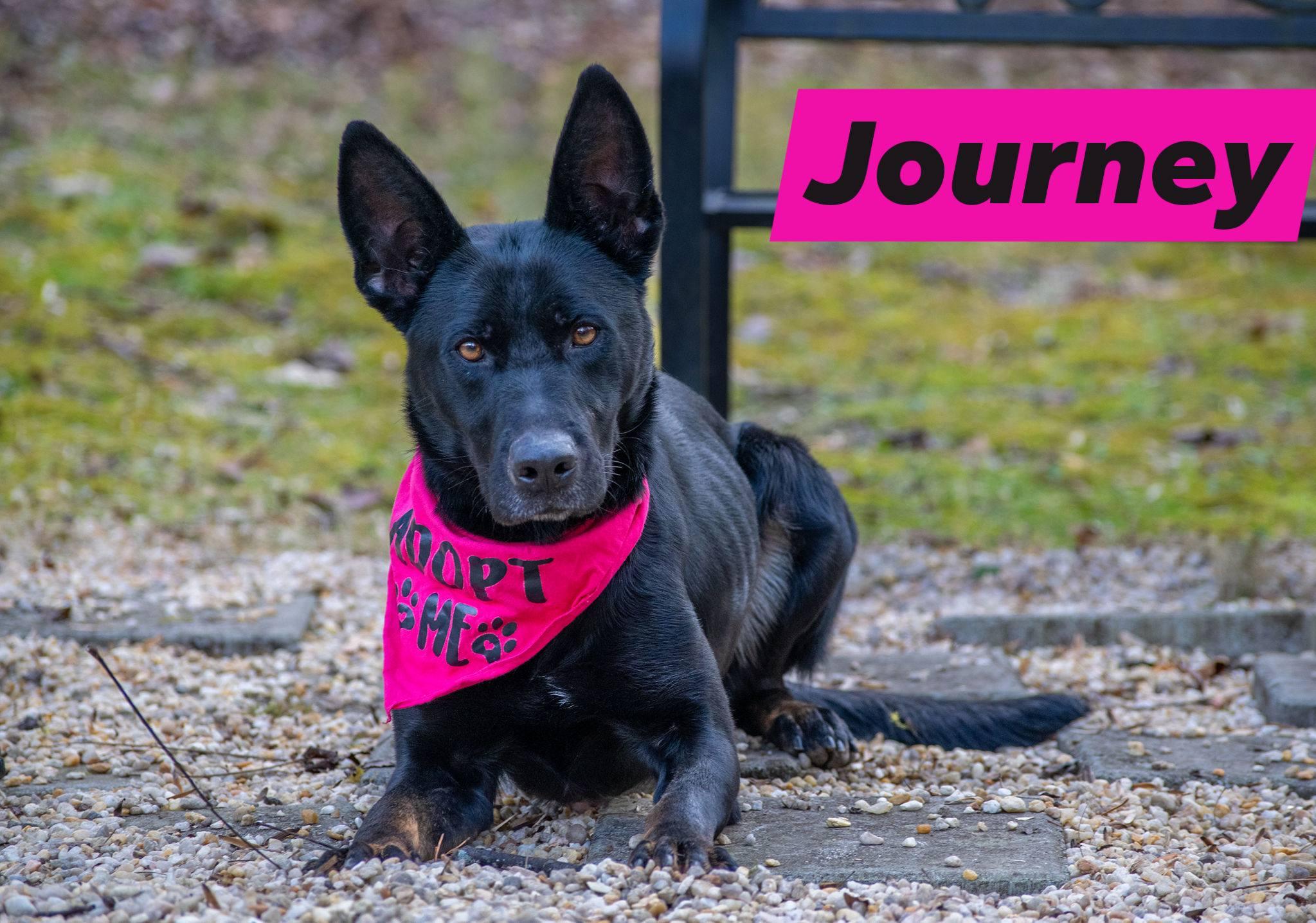 Journey, ADOPTABLE, Adult Male Belgian Shepherd / Malinois.
