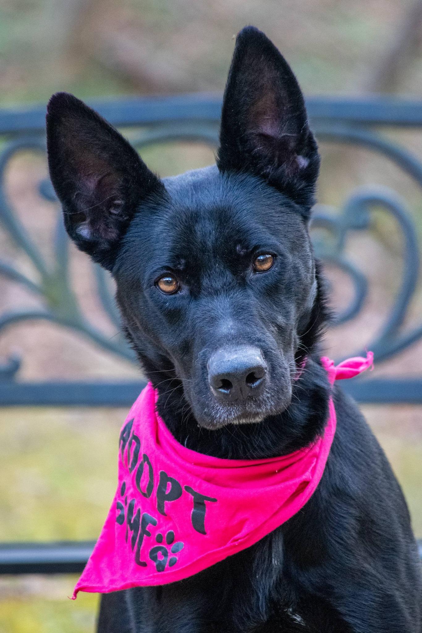 Enlarge Journey, a ADOPTABLE Belgian Shepherd / Malinois in Sevierville, TN image 4/5