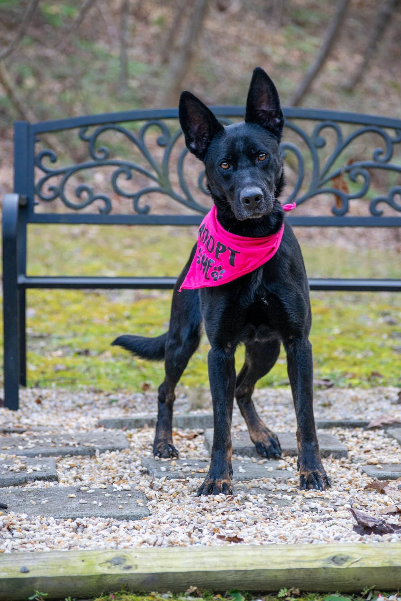 Enlarge Journey, a ADOPTABLE Belgian Shepherd / Malinois in Sevierville, TN image 3/5