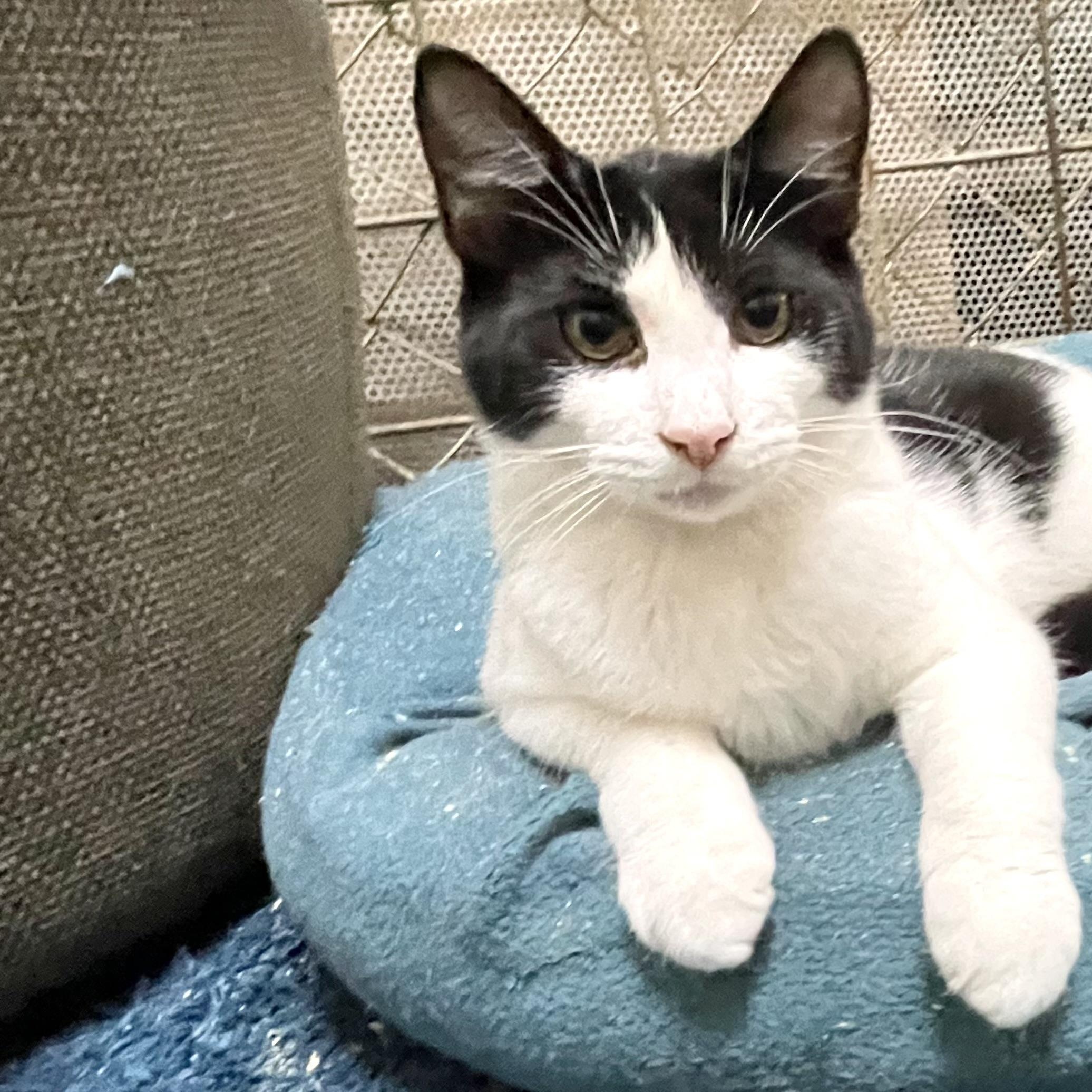 Heritage, Adoptable, Young Female Domestic Short Hair.