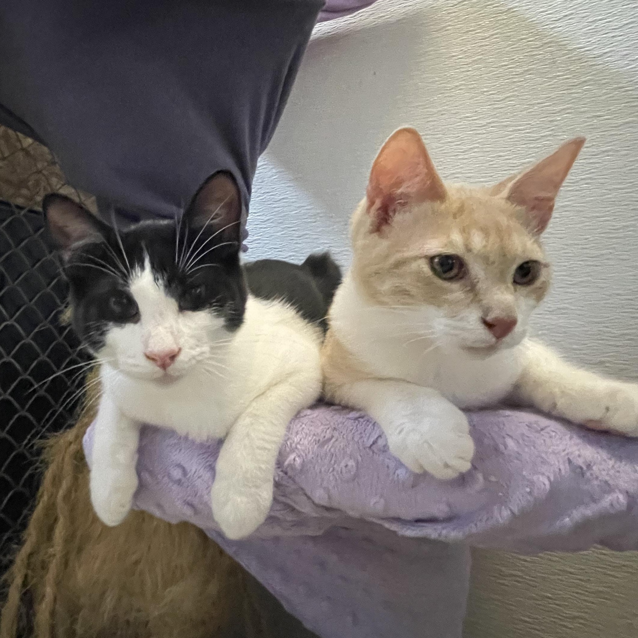 Enlarge Heritage, a Adoptable mixed breed in Stanwood, WA image 5/6