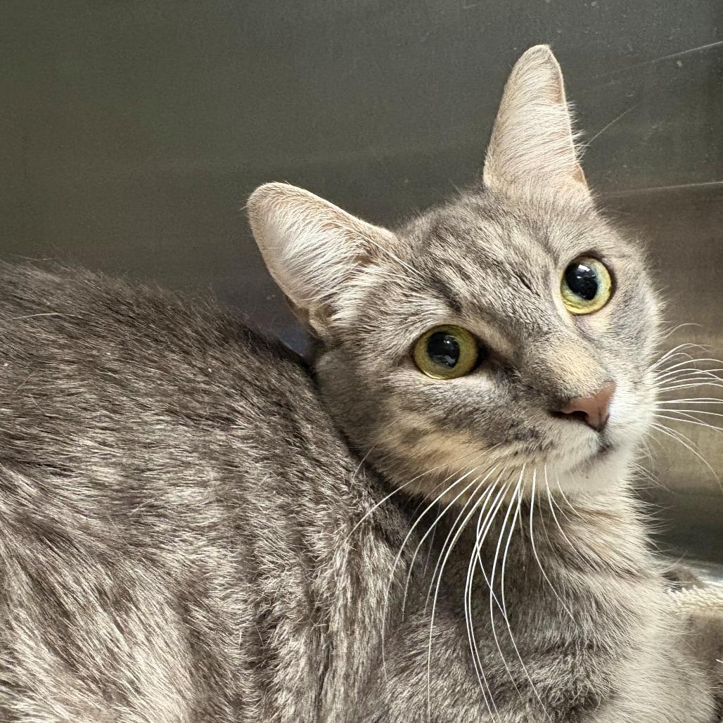 Enlarge S'Mores, a Adoptable Domestic Short Hair in East Hanover, NJ image 1/4