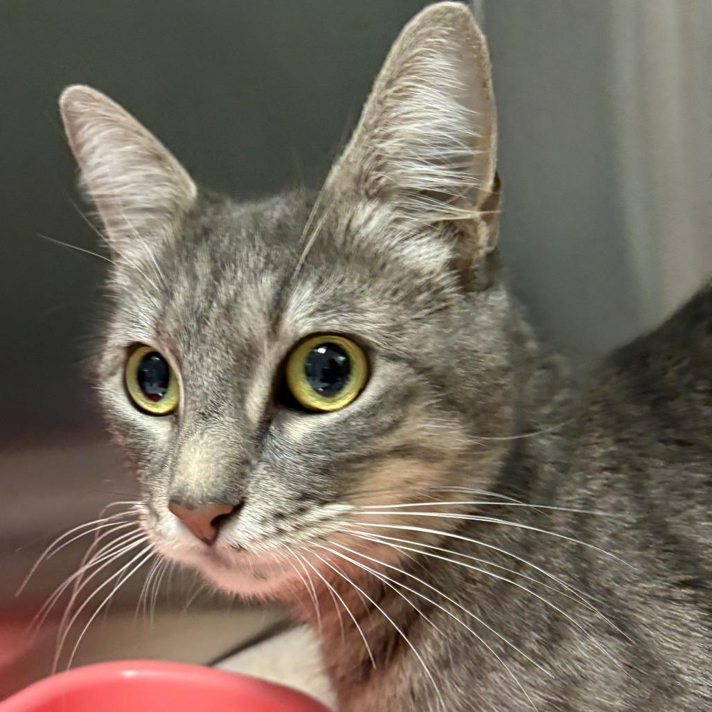 Enlarge S'Mores, a Adoptable Domestic Short Hair in East Hanover, NJ image 2/4