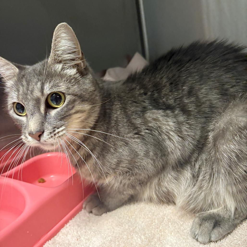 Enlarge S'Mores, a Adoptable Domestic Short Hair in East Hanover, NJ image 3/4