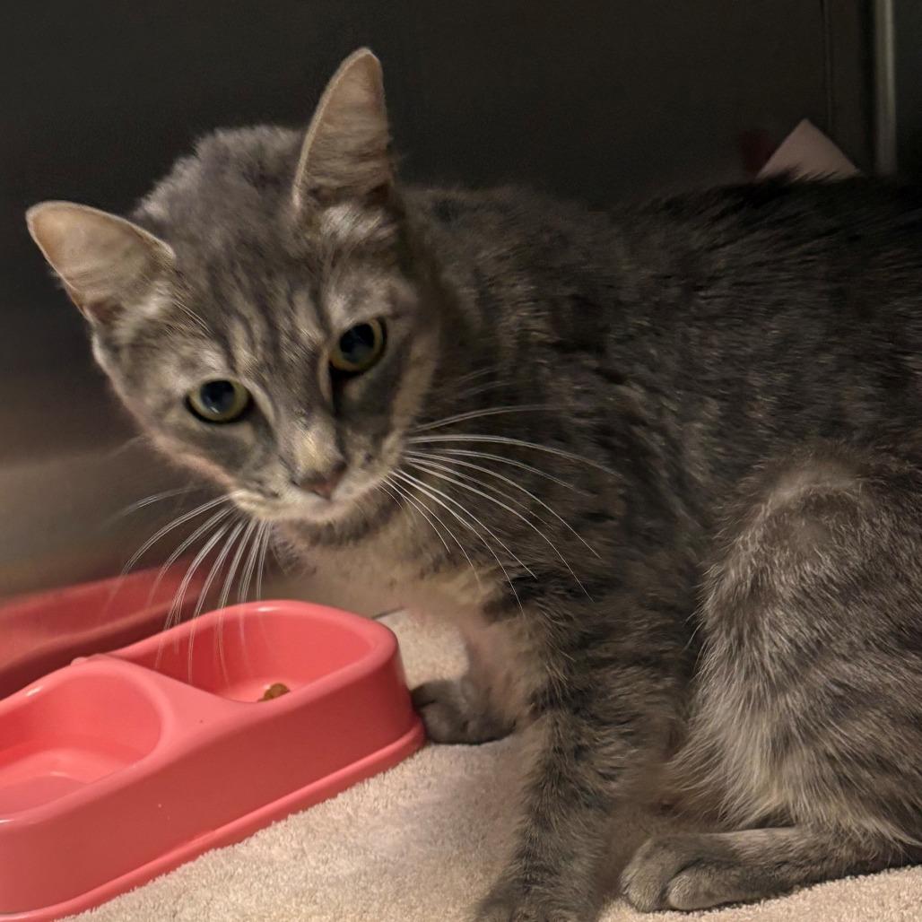 S'Mores, a Adoptable Domestic Short Hair in East Hanover, NJ image 3/4