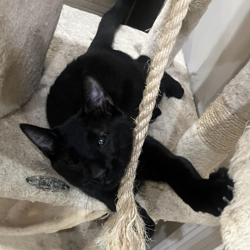 Vada, Adoptable, Young Female Domestic Short Hair.