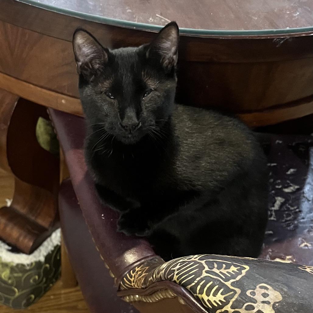 Enlarge Vada, a Adoptable Domestic Short Hair in Tuscaloosa, AL image 2/2