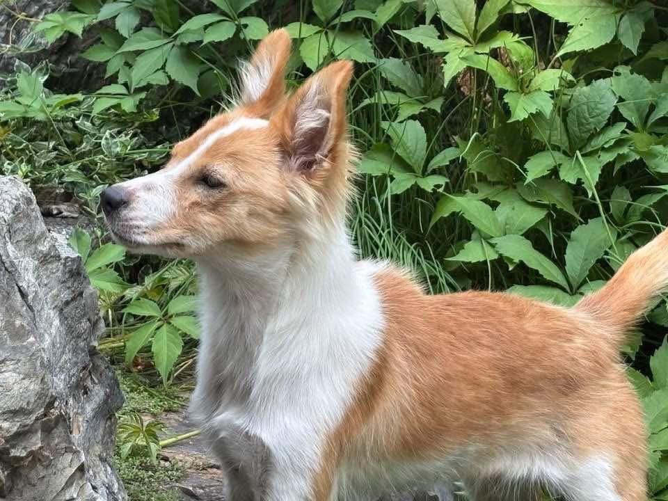 Laika, Adoptable, Puppy Female Border Collie.