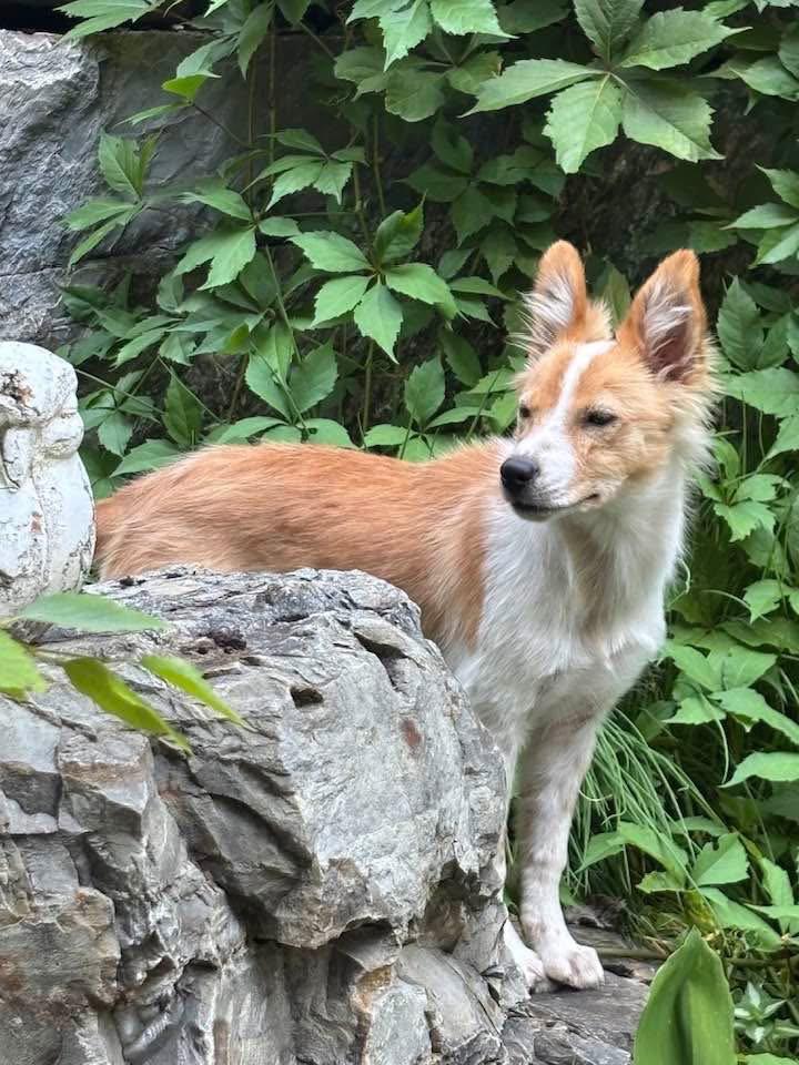 Laika, a Adoptable Border Collie in Polson, MT image 2/3
