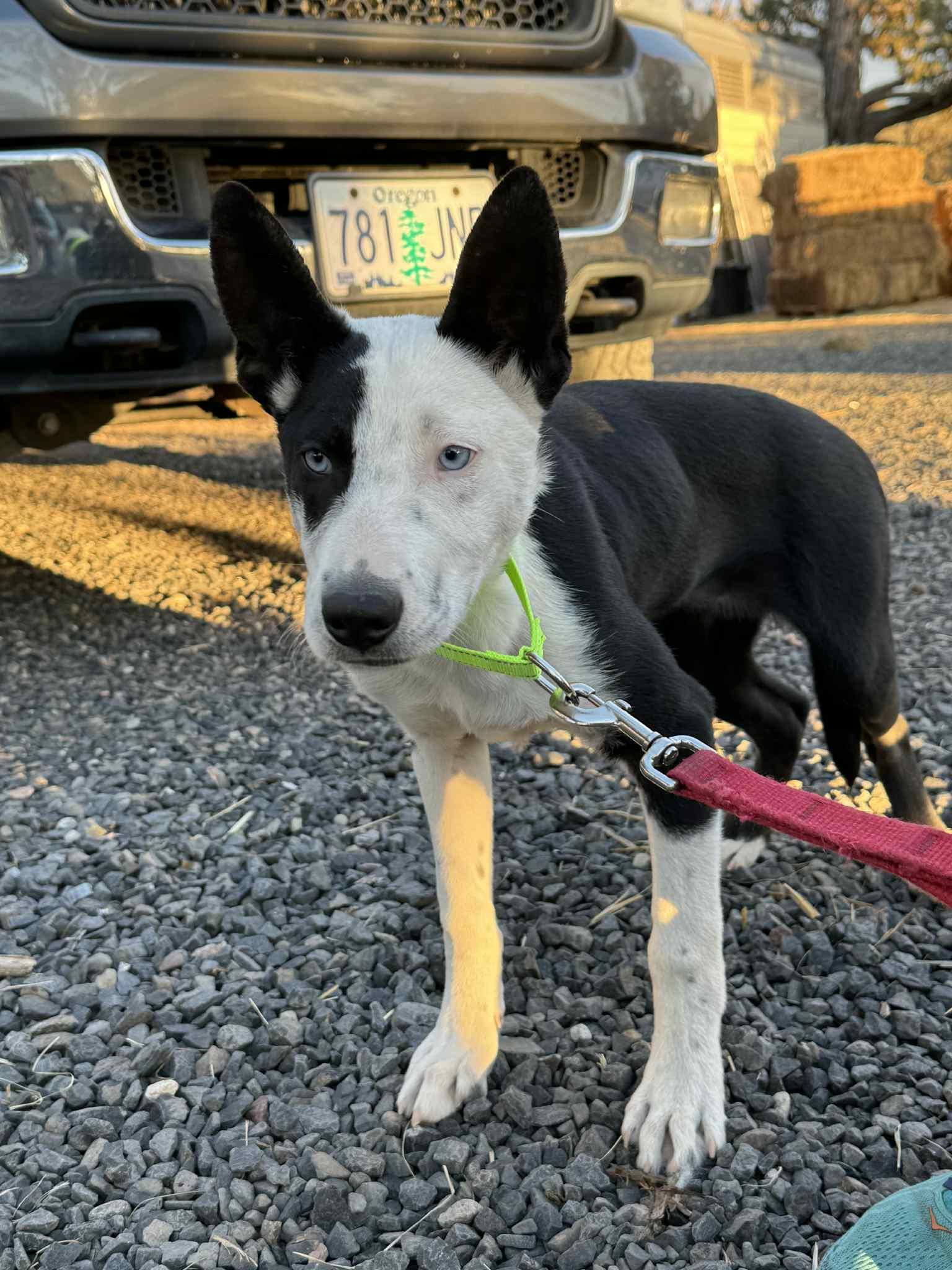 Moffit, Adoptable, Puppy Male Border Collie.