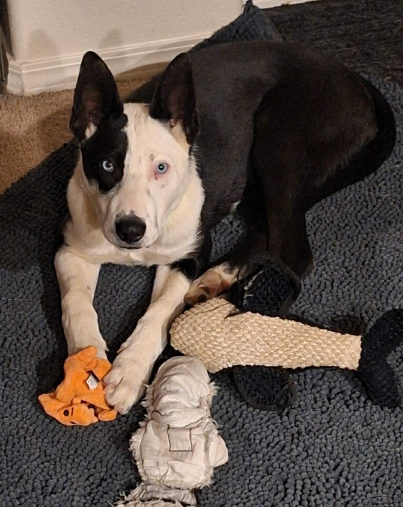 Enlarge Moffit, a Adoptable mixed breed in Bend, OR image 1/6