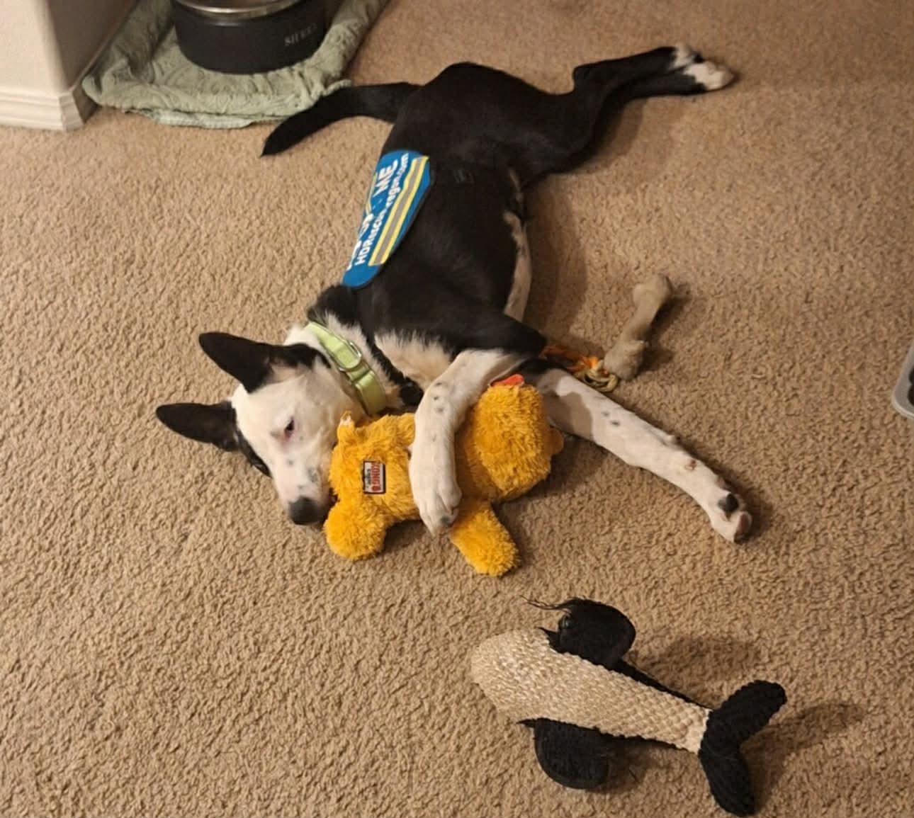 Enlarge Moffit, a Adoptable mixed breed in Bend, OR image 2/6