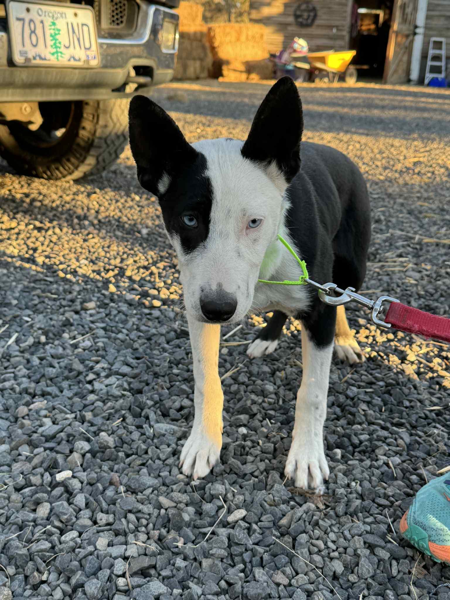 Enlarge Moffit, a Adoptable mixed breed in Bend, OR image 2/6