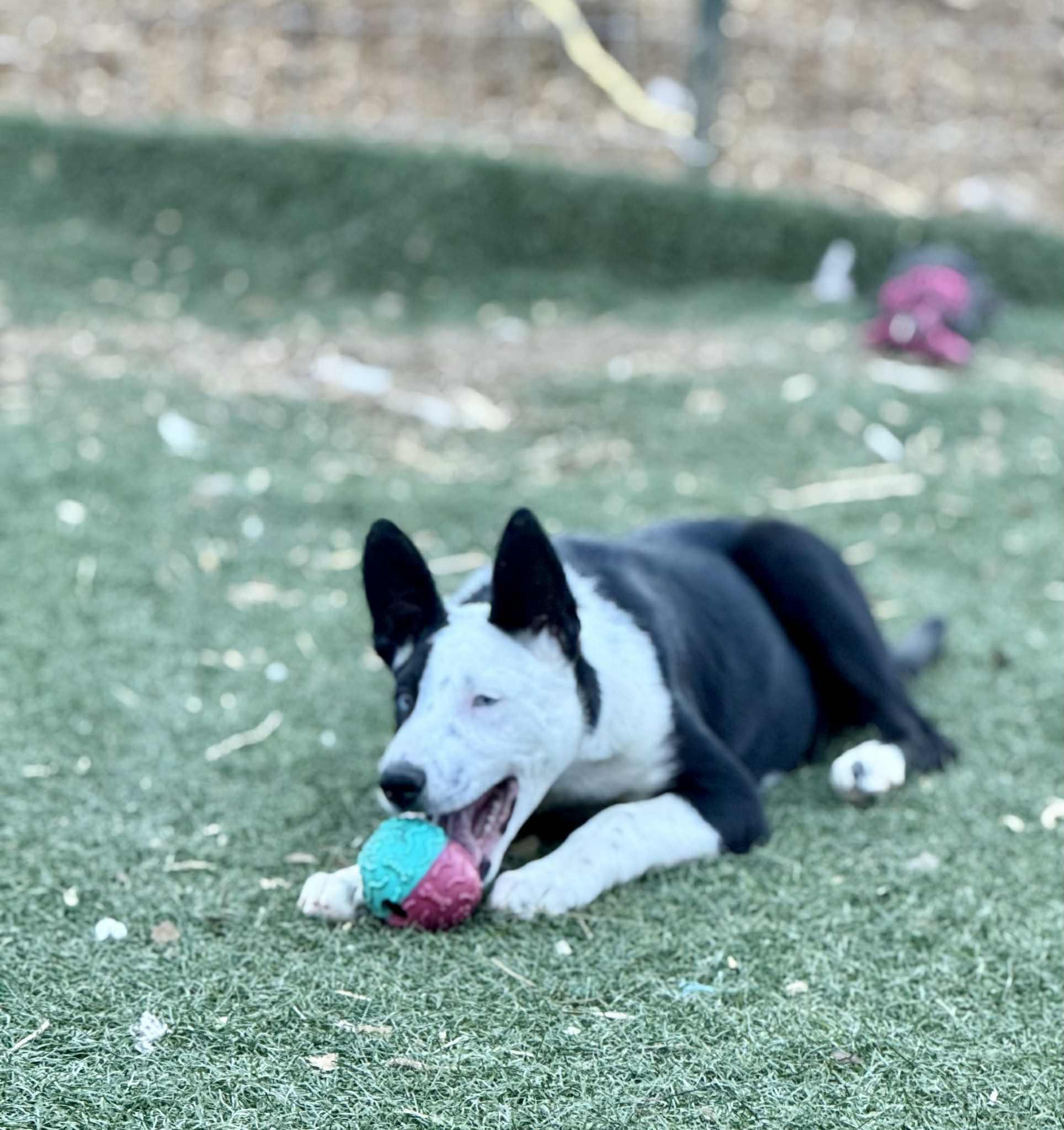 Enlarge Moffit, a Adoptable mixed breed in Bend, OR image 3/6