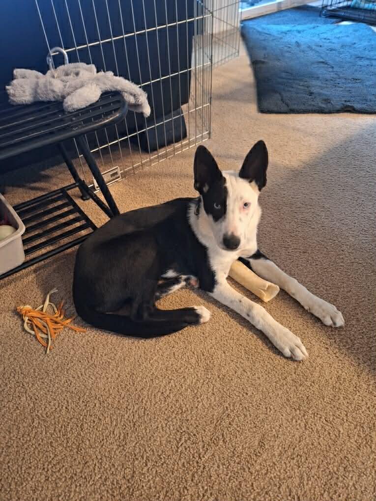 Enlarge Moffit, a Adoptable mixed breed in Bend, OR image 3/6