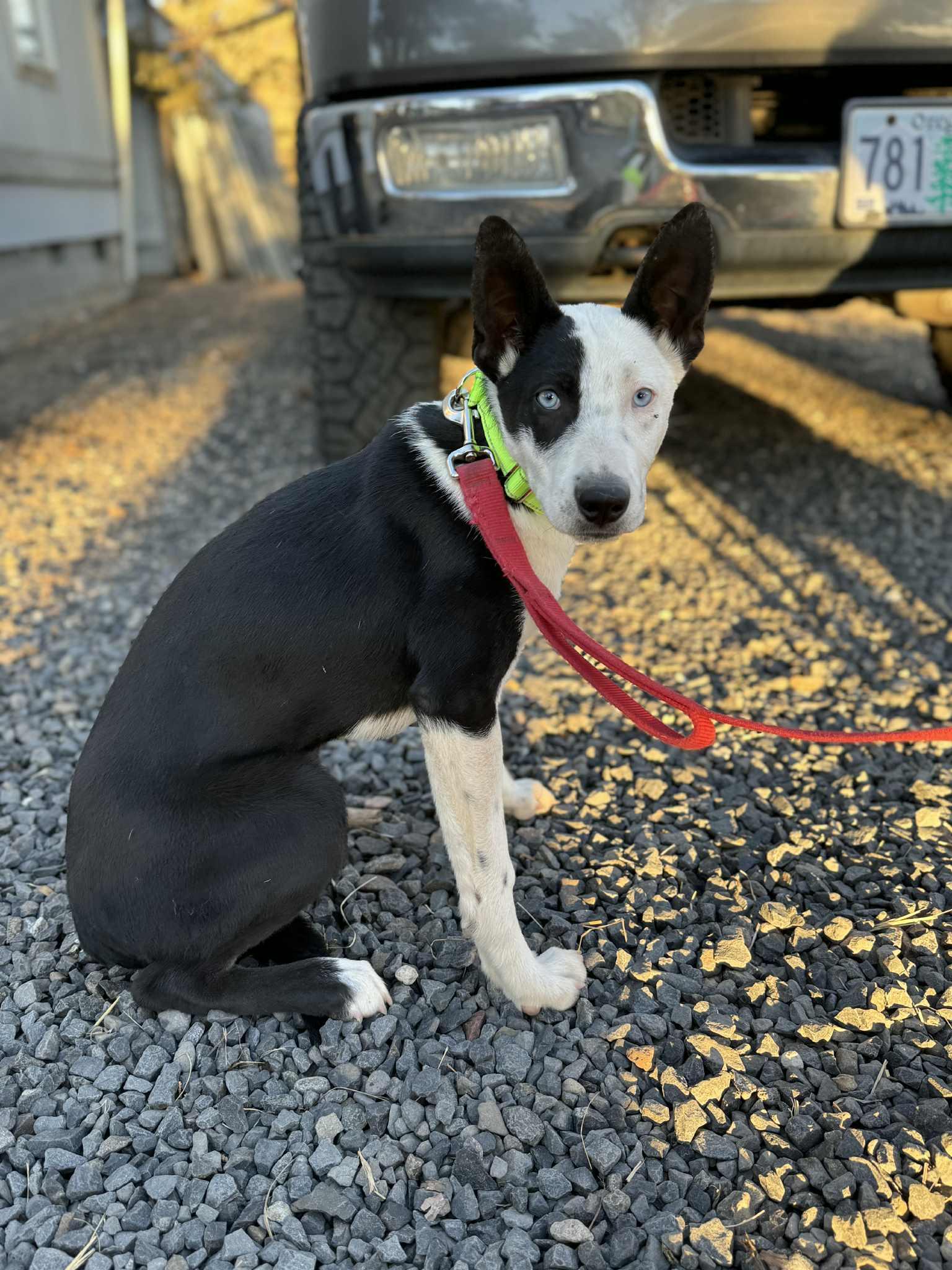 Enlarge Moffit, a Adoptable mixed breed in Bend, OR image 4/6