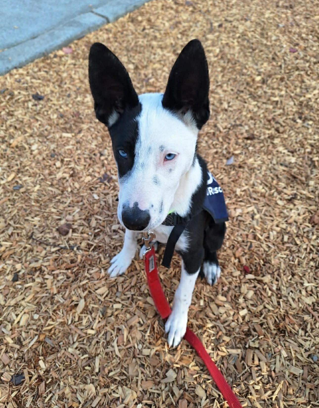 Enlarge Moffit, a Adoptable mixed breed in Bend, OR image 4/6