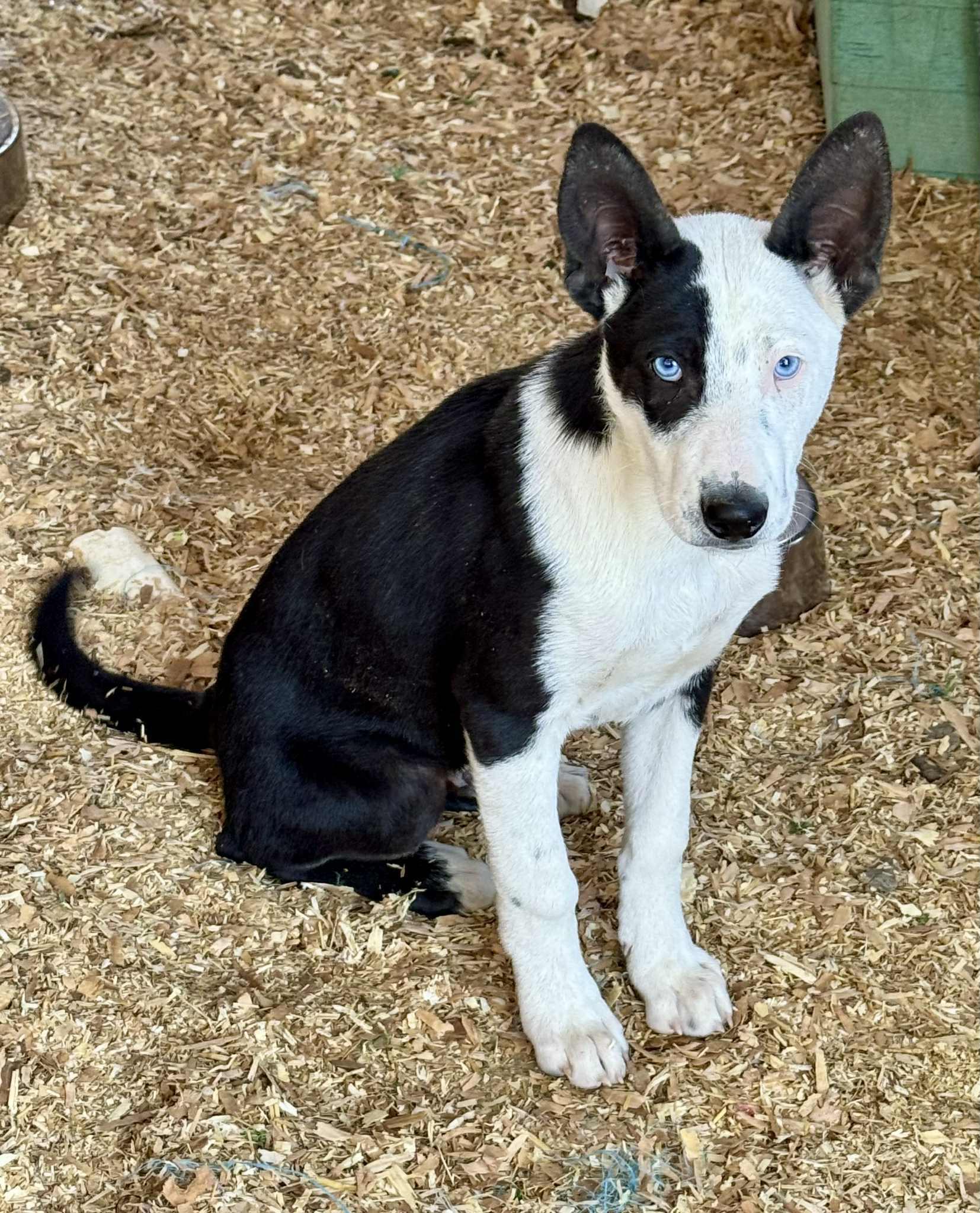 Enlarge Moffit, a Adoptable mixed breed in Bend, OR image 5/6