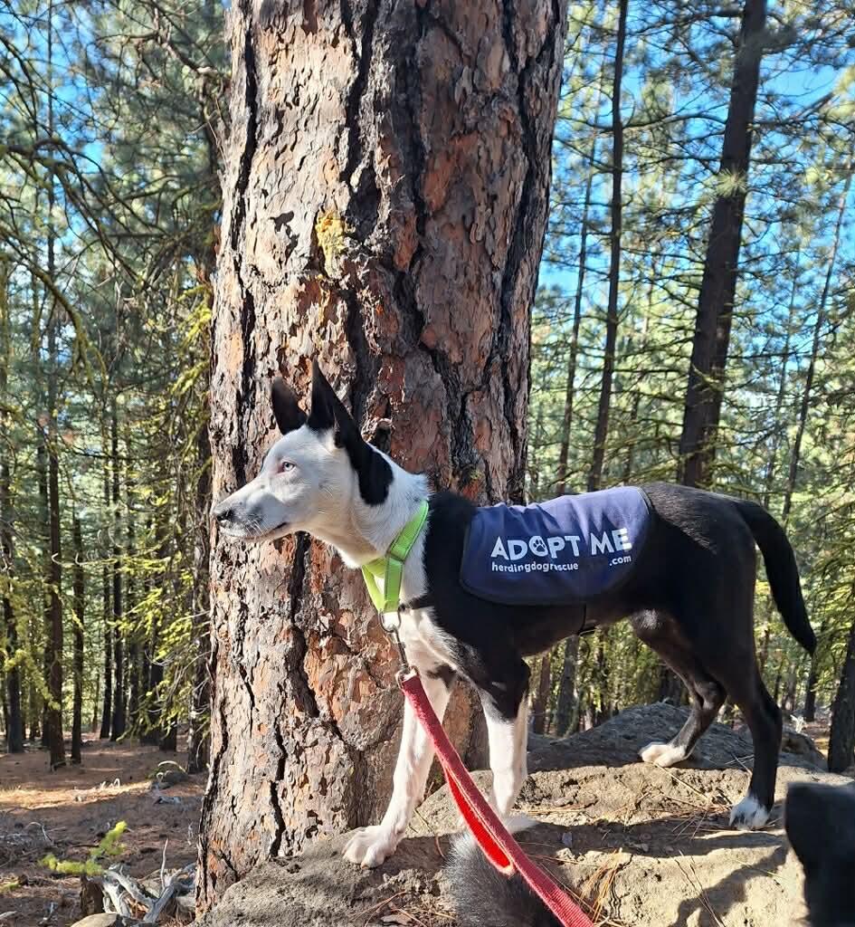 Enlarge Moffit, a Adoptable mixed breed in Bend, OR image 5/6