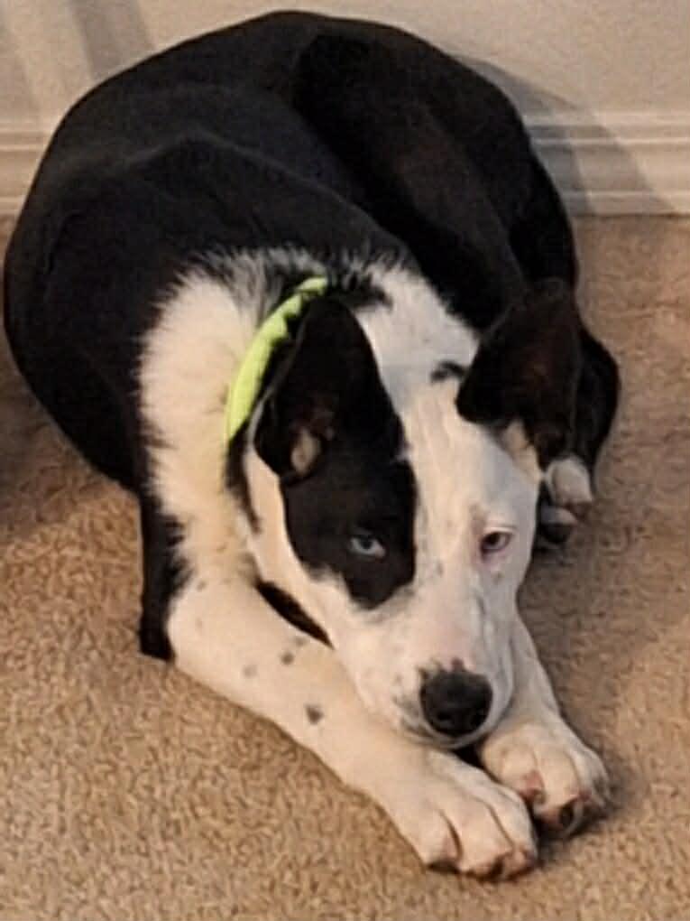 Enlarge Moffit, a Adoptable mixed breed in Bend, OR image 6/6