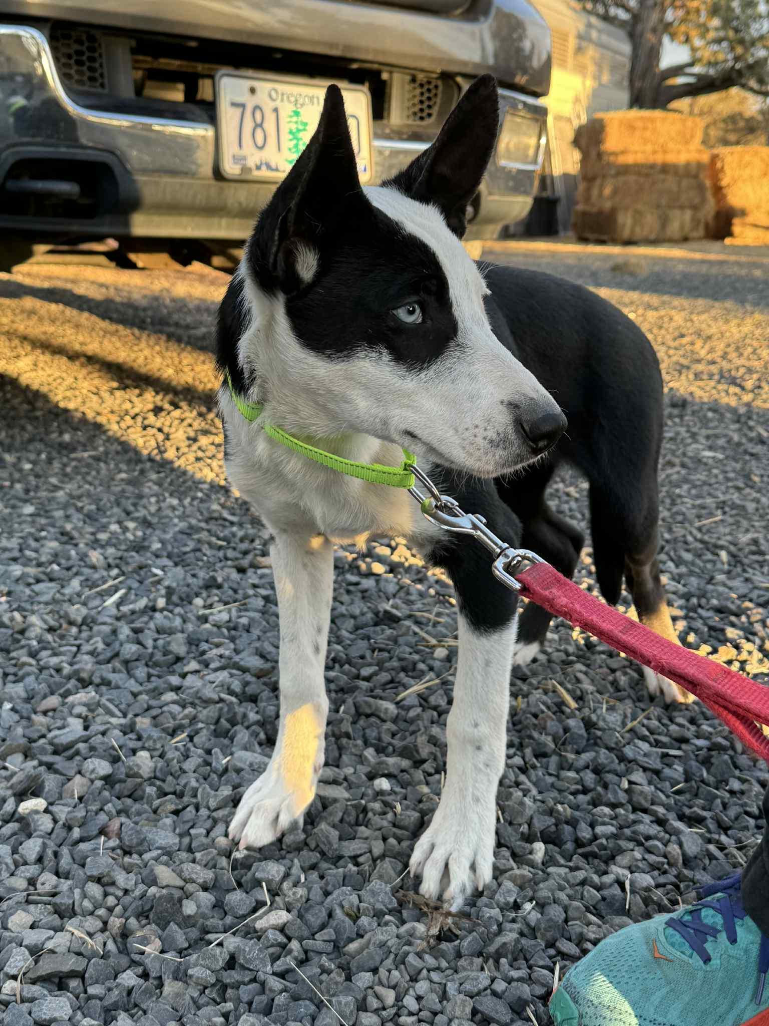 Enlarge Moffit, a Adoptable mixed breed in Bend, OR image 6/6