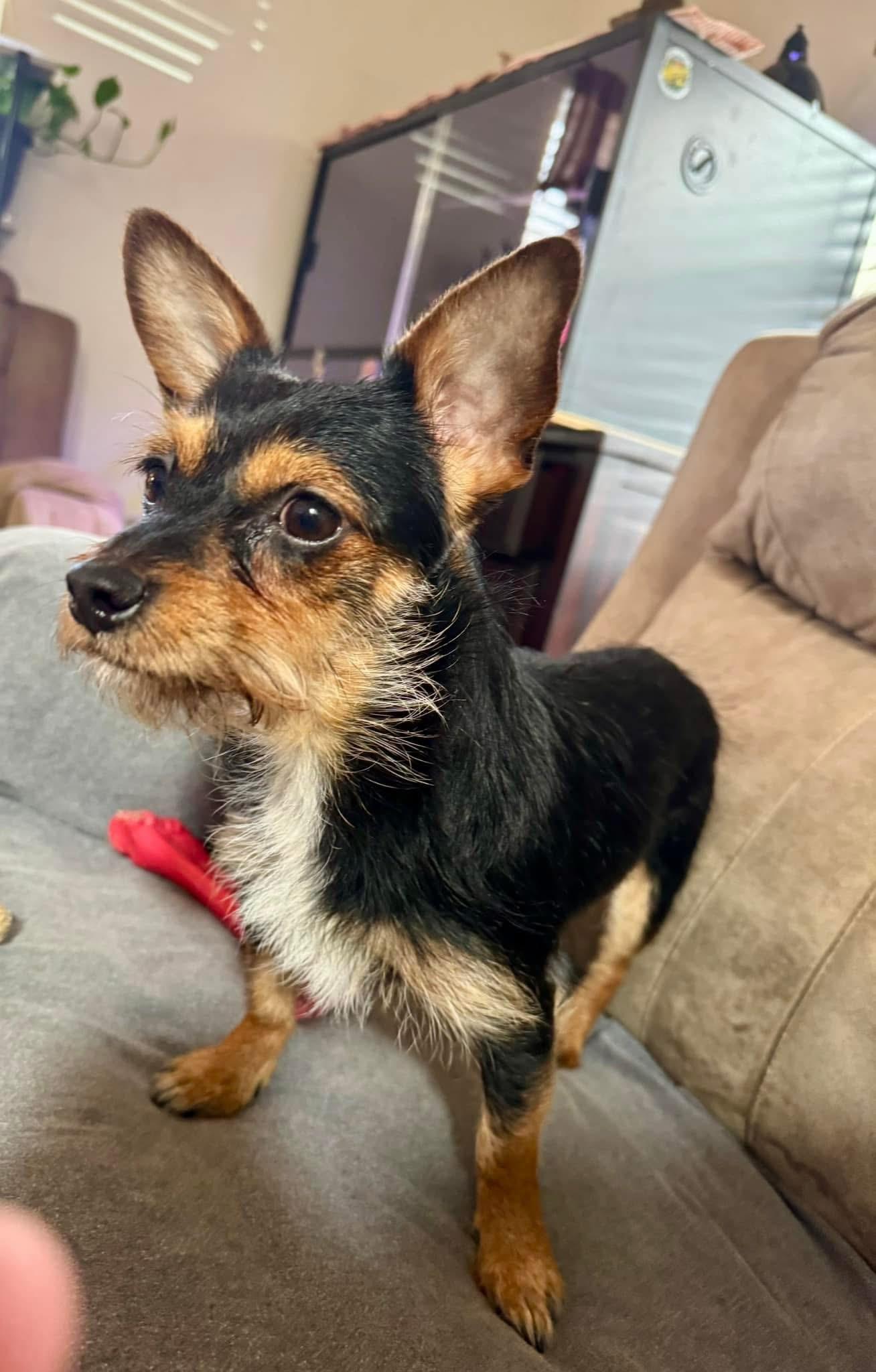 Levi, Adopted, Young Male Yorkshire Terrier.