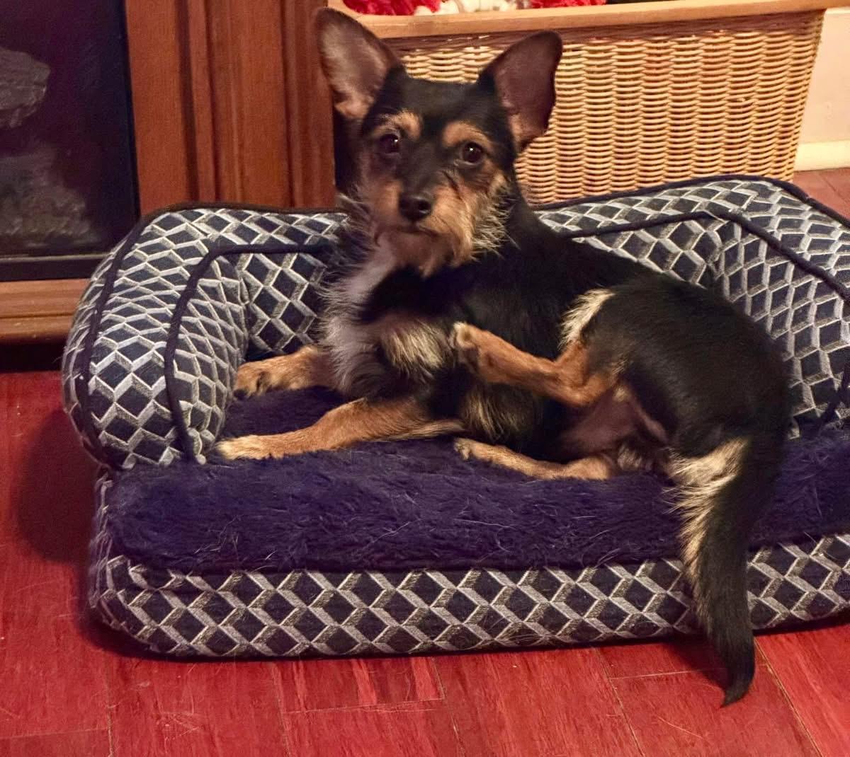 Enlarge Levi, a Adopted mixed breed in Berlin, NJ image 2/4