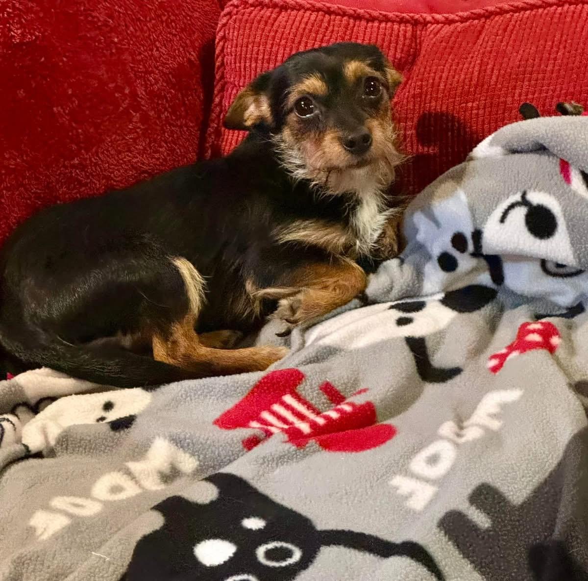 Enlarge Levi, a Adopted mixed breed in Berlin, NJ image 3/4