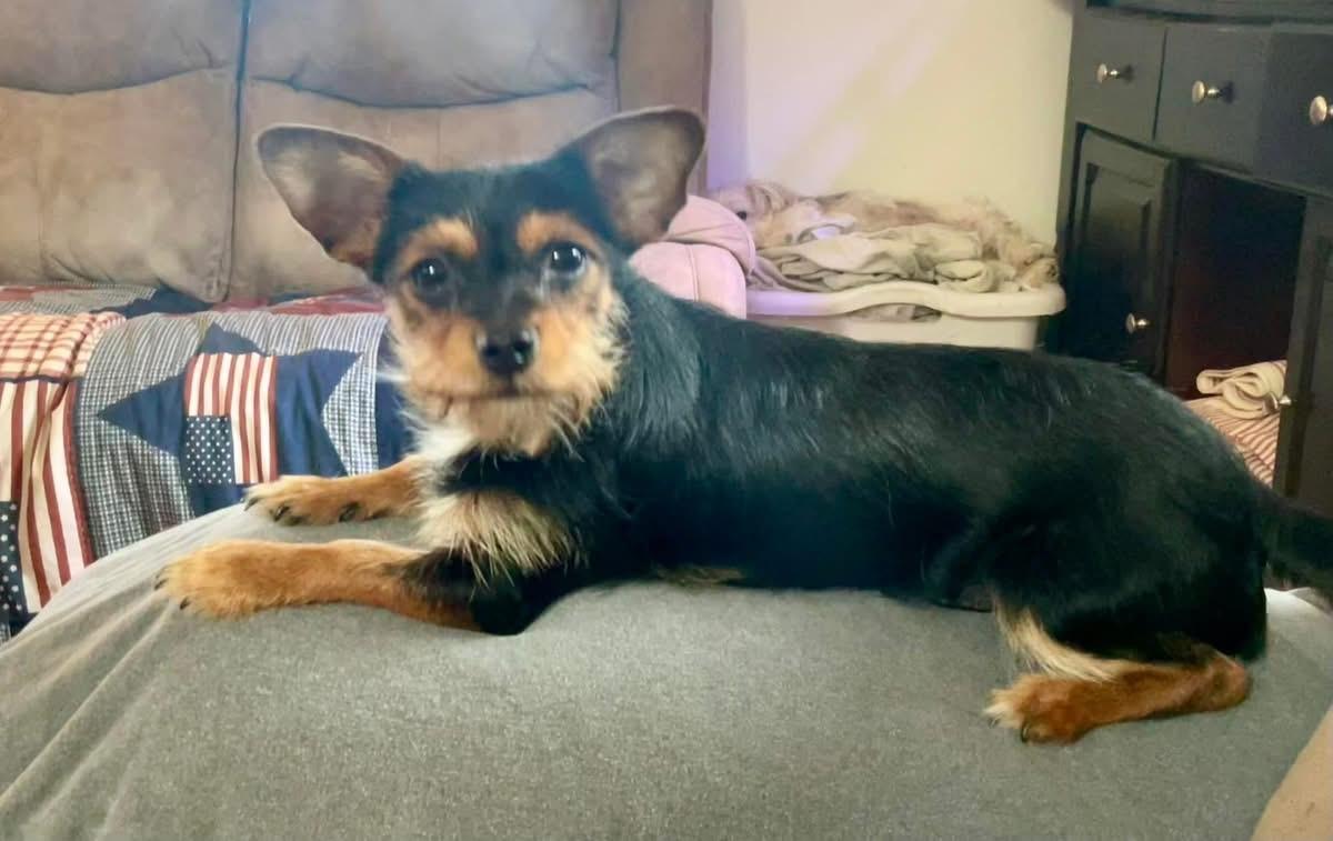 Enlarge Levi, a Adopted mixed breed in Berlin, NJ image 4/4