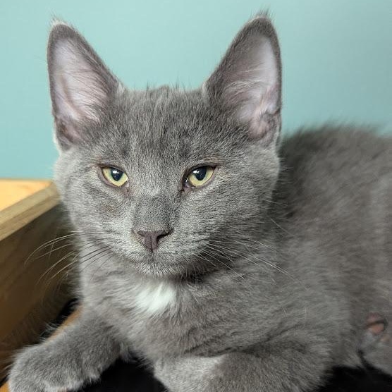 Mr. Fuzz, Adoptable, Kitten Male Domestic Short Hair.