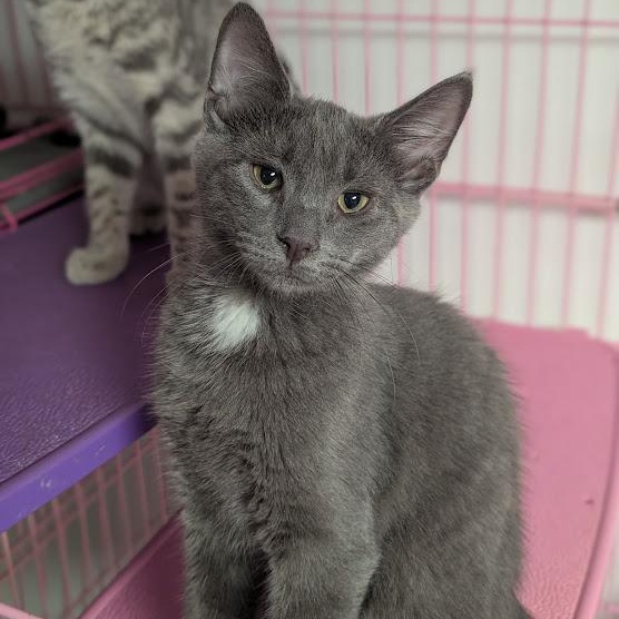 Enlarge Mr. Fuzz, a Adoptable Domestic Short Hair in Shippenville, PA image 3/4