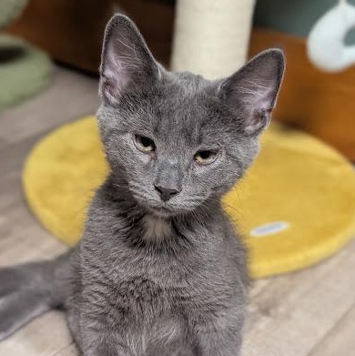 Enlarge Mr. Fuzz, a Adoptable Domestic Short Hair in Shippenville, PA image 4/4