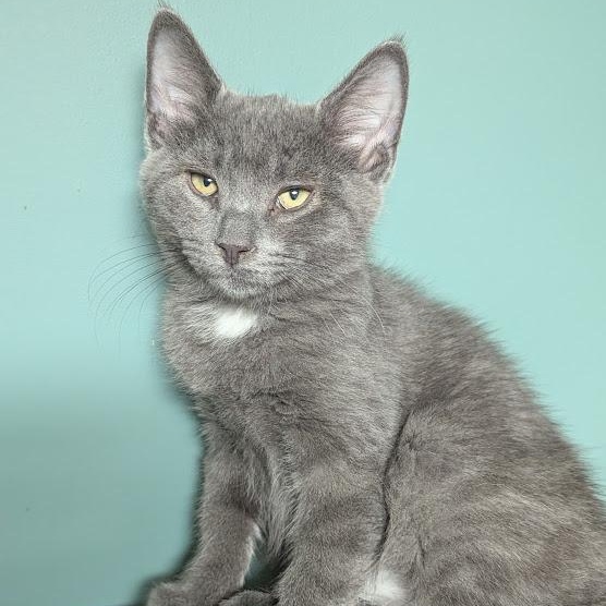 Enlarge Mr. Fuzz, a Adoptable Domestic Short Hair in Shippenville, PA image 2/4