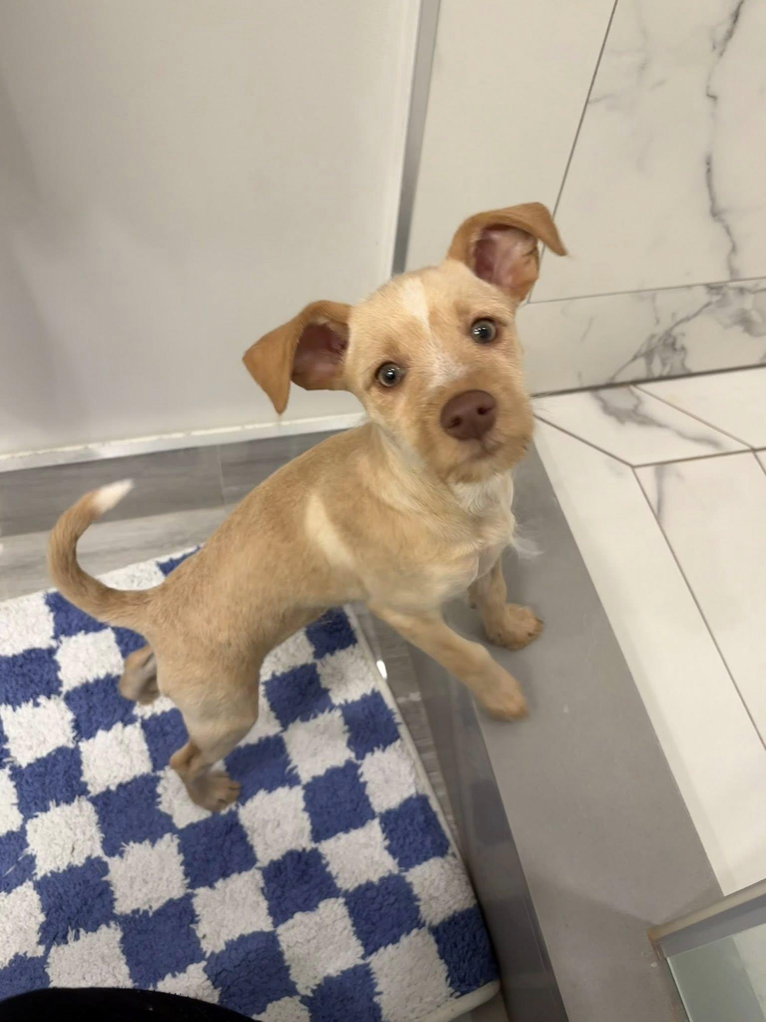 Lucy, adopted, Puppy Female Terrier.