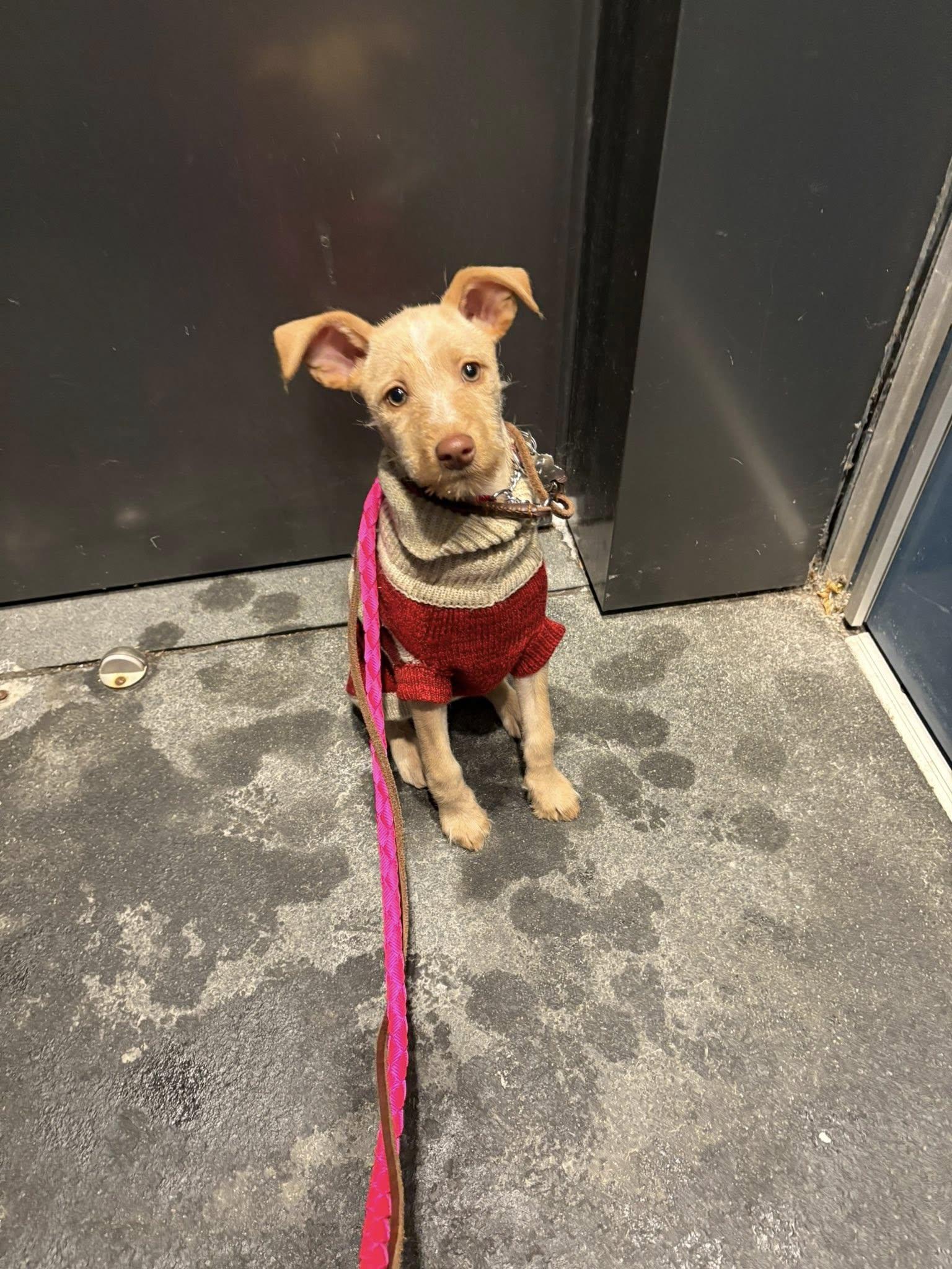 Enlarge Lucy, an adopted mixed breed in Toronto, ON image 2/6