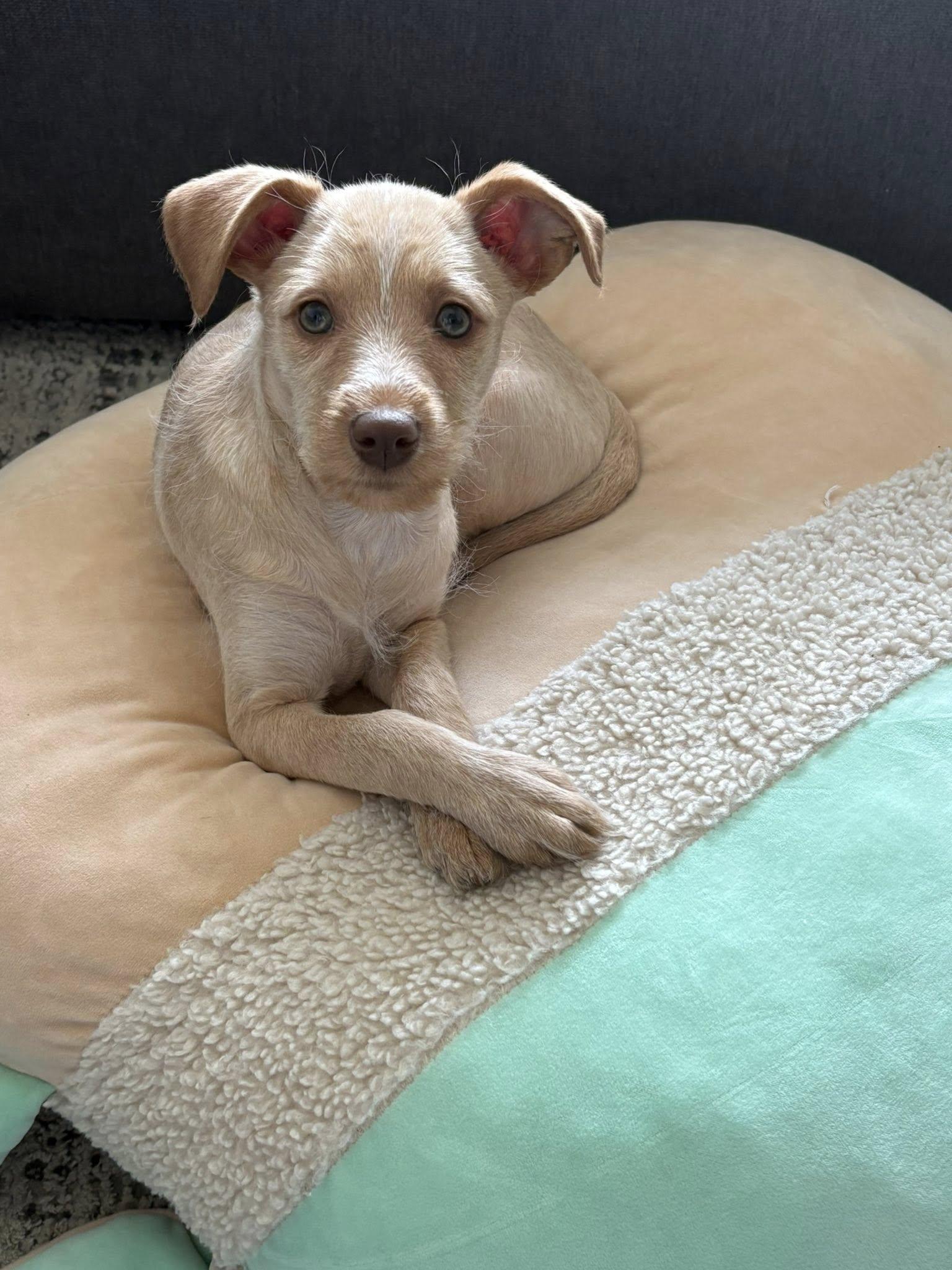 Enlarge Lucy, an adopted mixed breed in Toronto, ON image 3/6