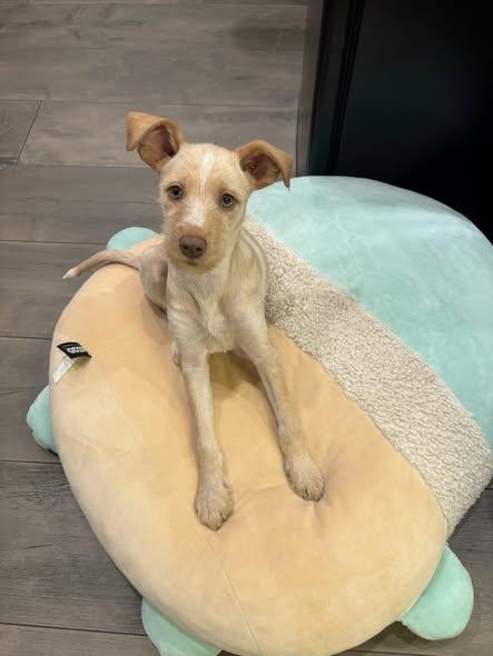 Enlarge Lucy, an adopted mixed breed in Toronto, ON image 4/6