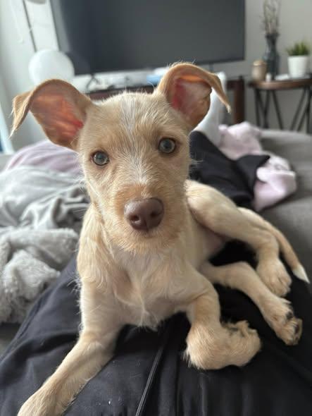 Enlarge Lucy, an adopted mixed breed in Toronto, ON image 6/6