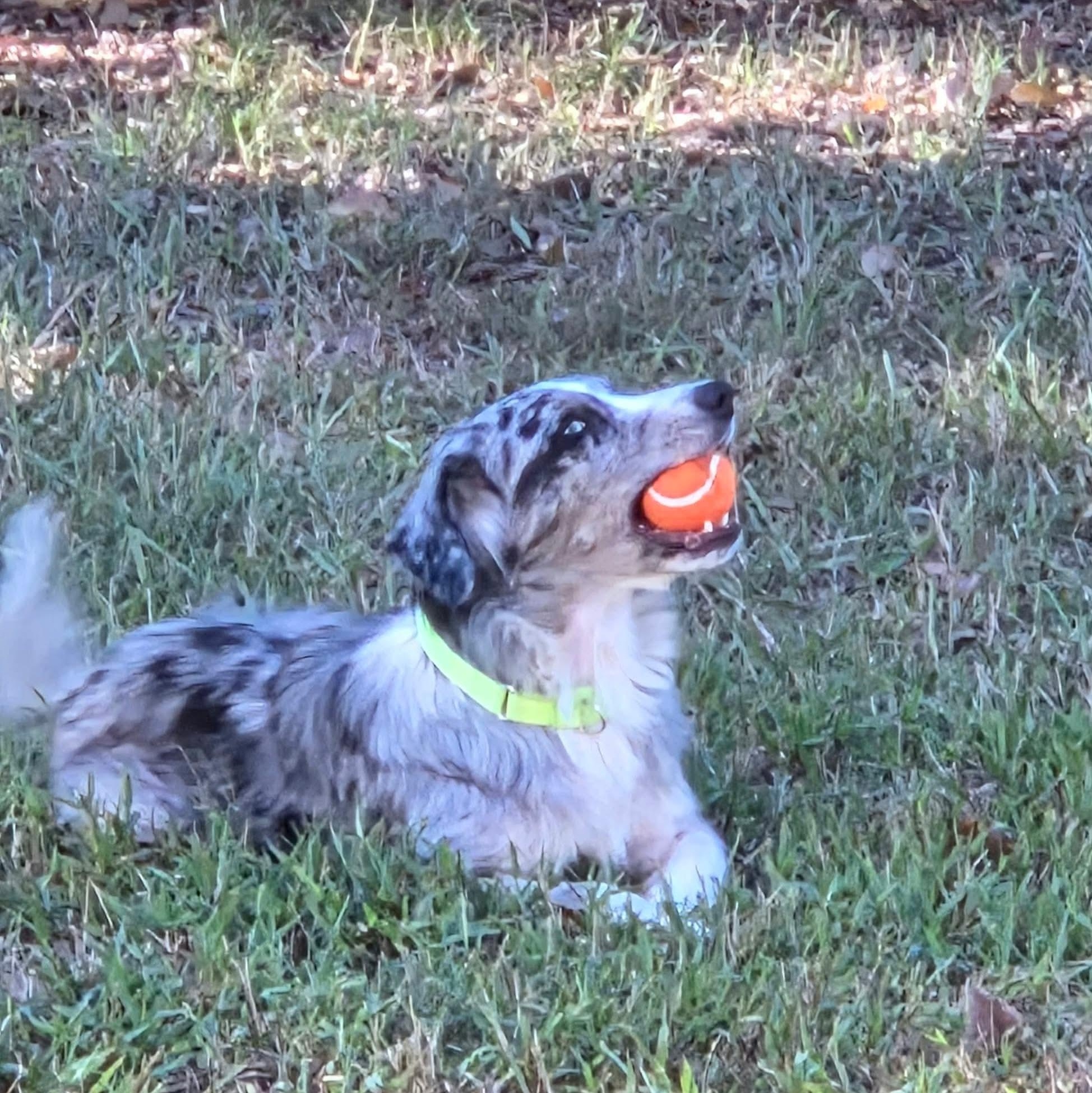 Enlarge Azura, a Adoptable Australian Shepherd in Charlotte, NC image 3/5