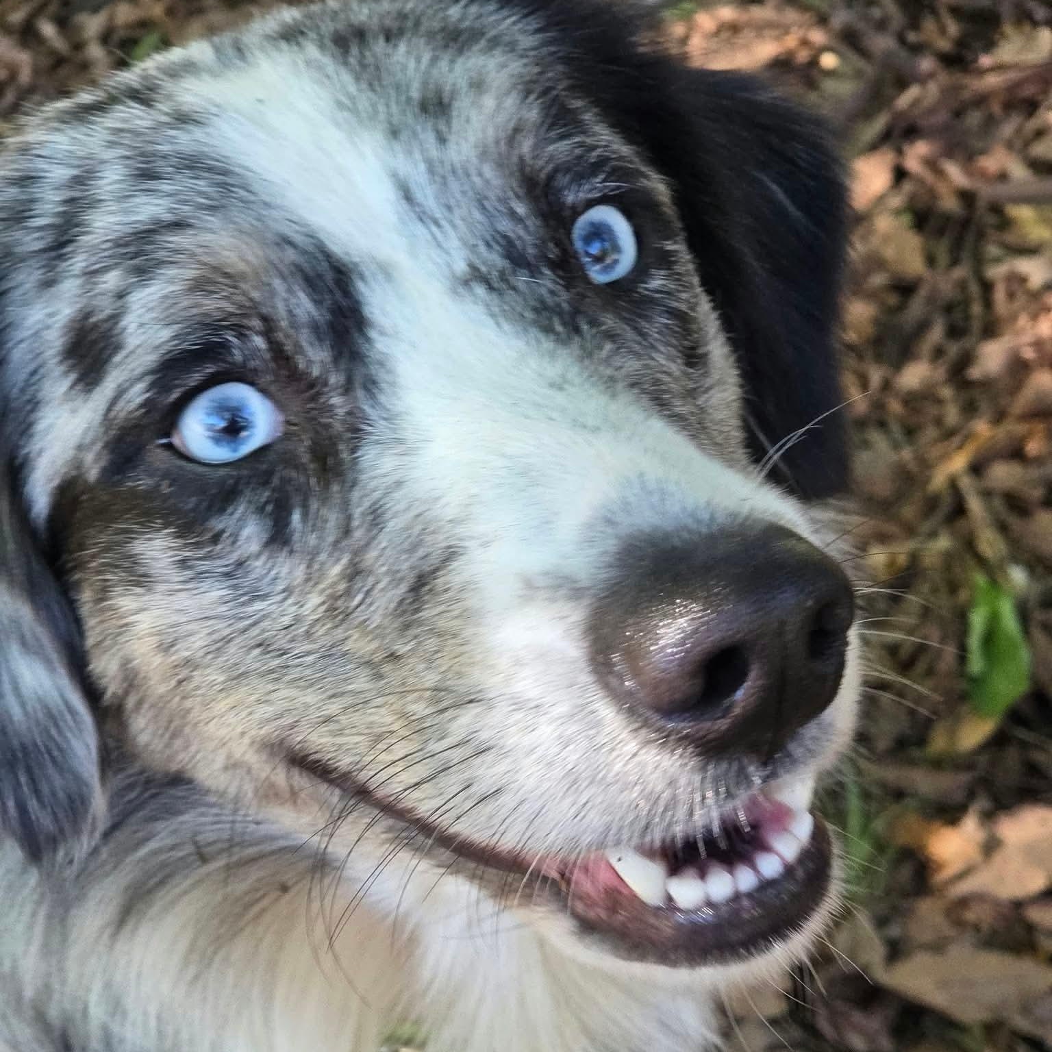 Enlarge Azura, a Adoptable Australian Shepherd in Charlotte, NC image 2/5